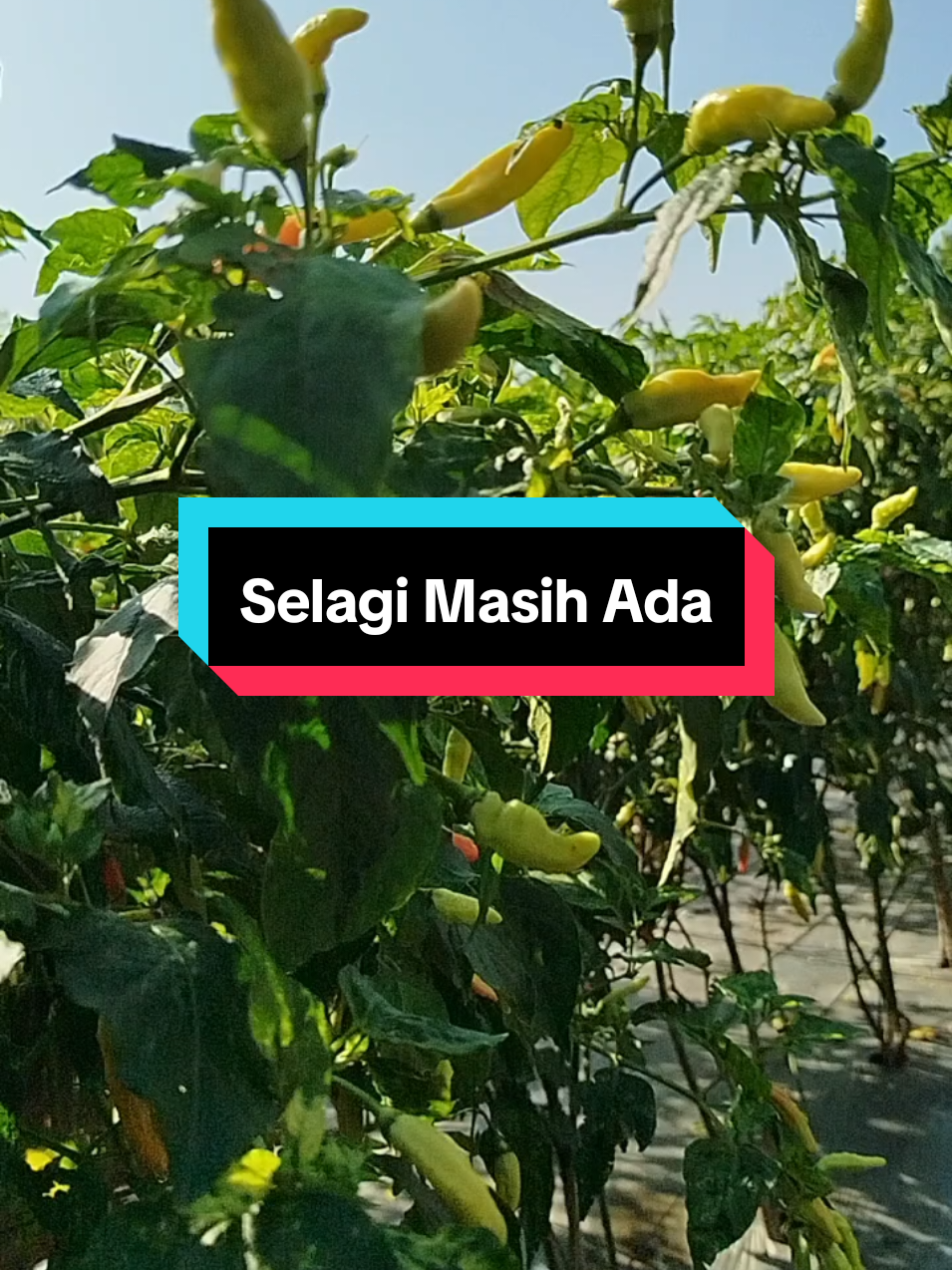 @SenimanPertanianCikancahTV