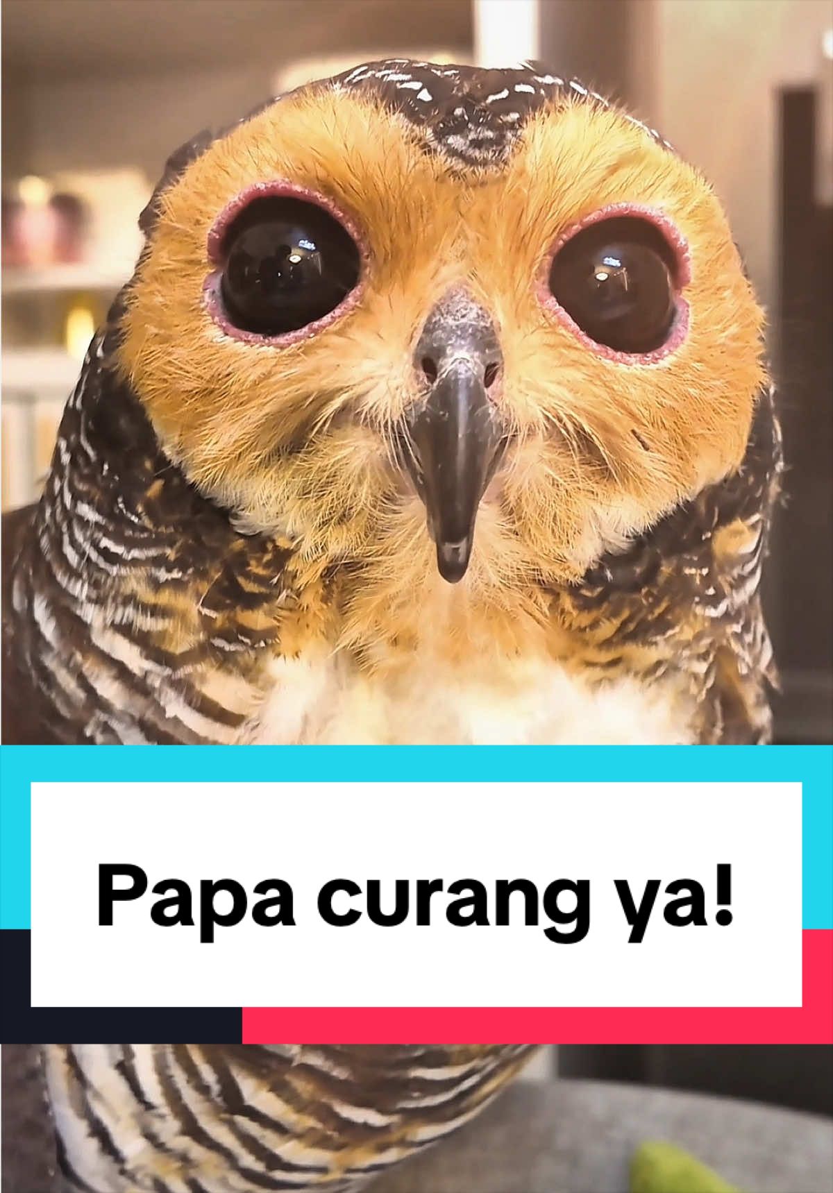 @Bibib Family