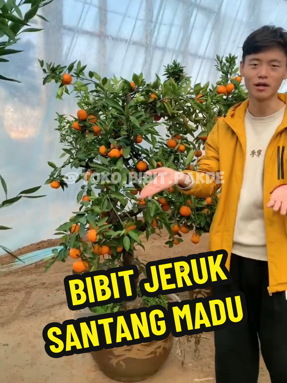 @TOKO BIBIT PAKDE