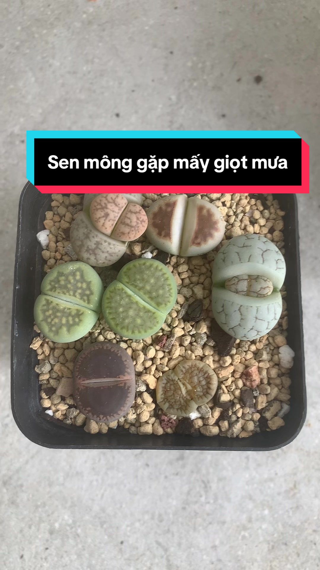 @Viral game ❤️ 🇻🇳 🇦🇺