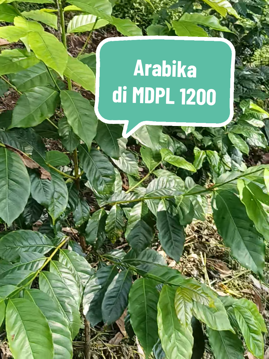 @kopi HD