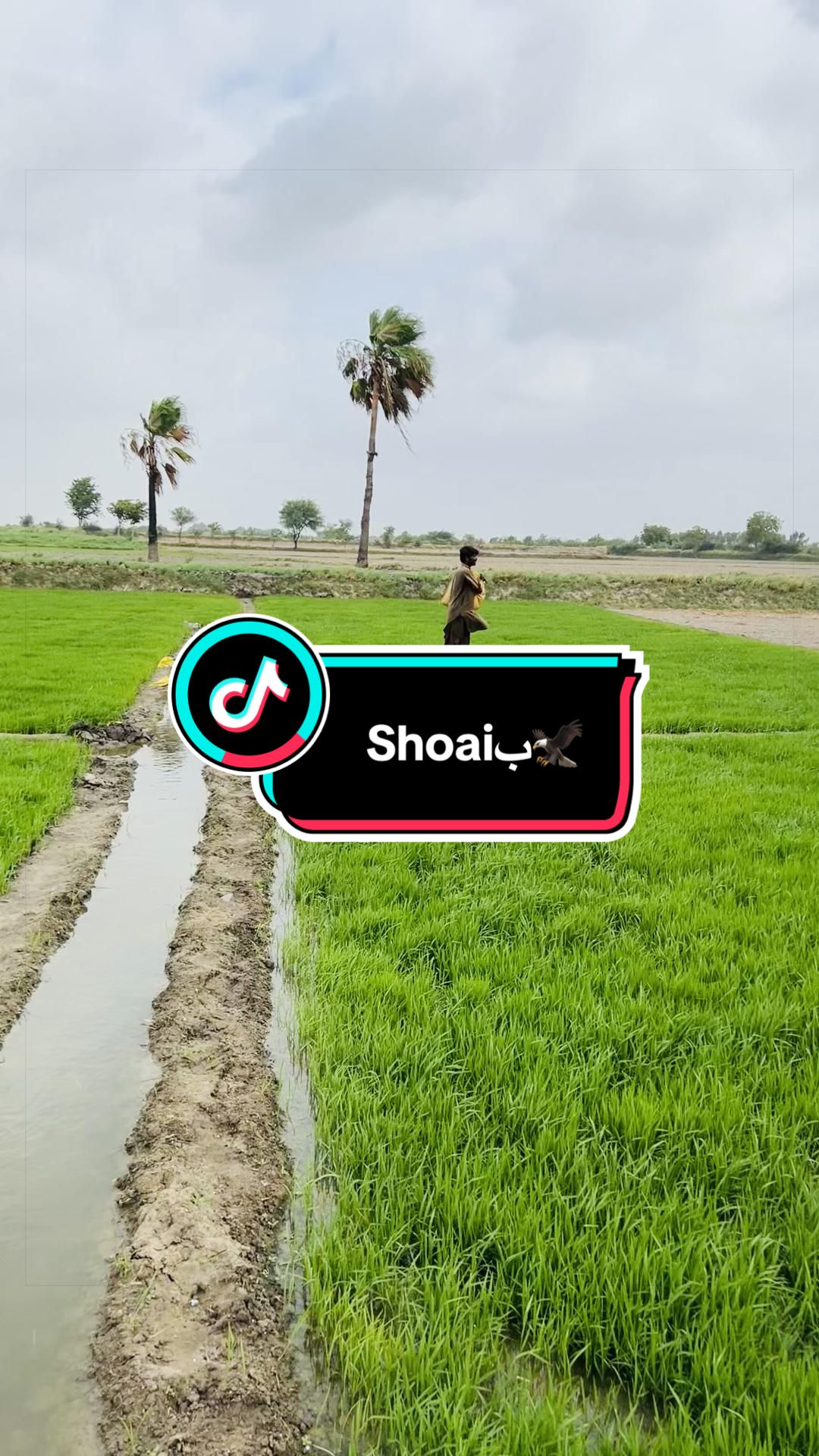 @SHOAIب🦅
