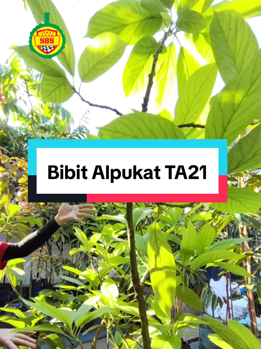 @Produksi Buah_SBS