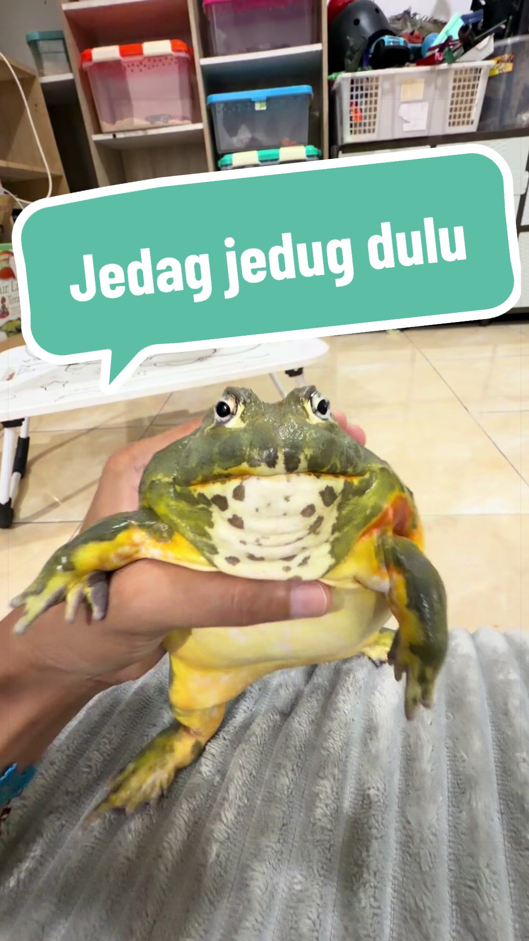 @Pet Journal Space