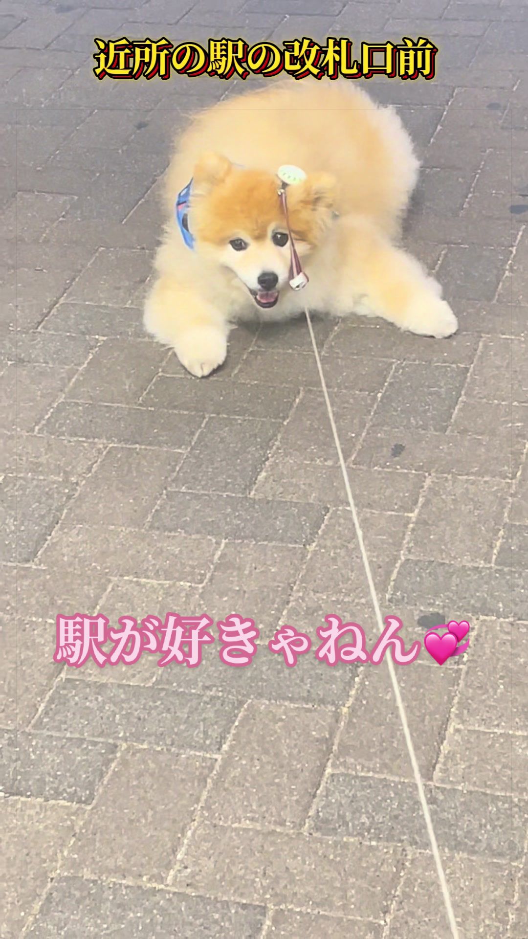 @ポメラニアン🐾えびす