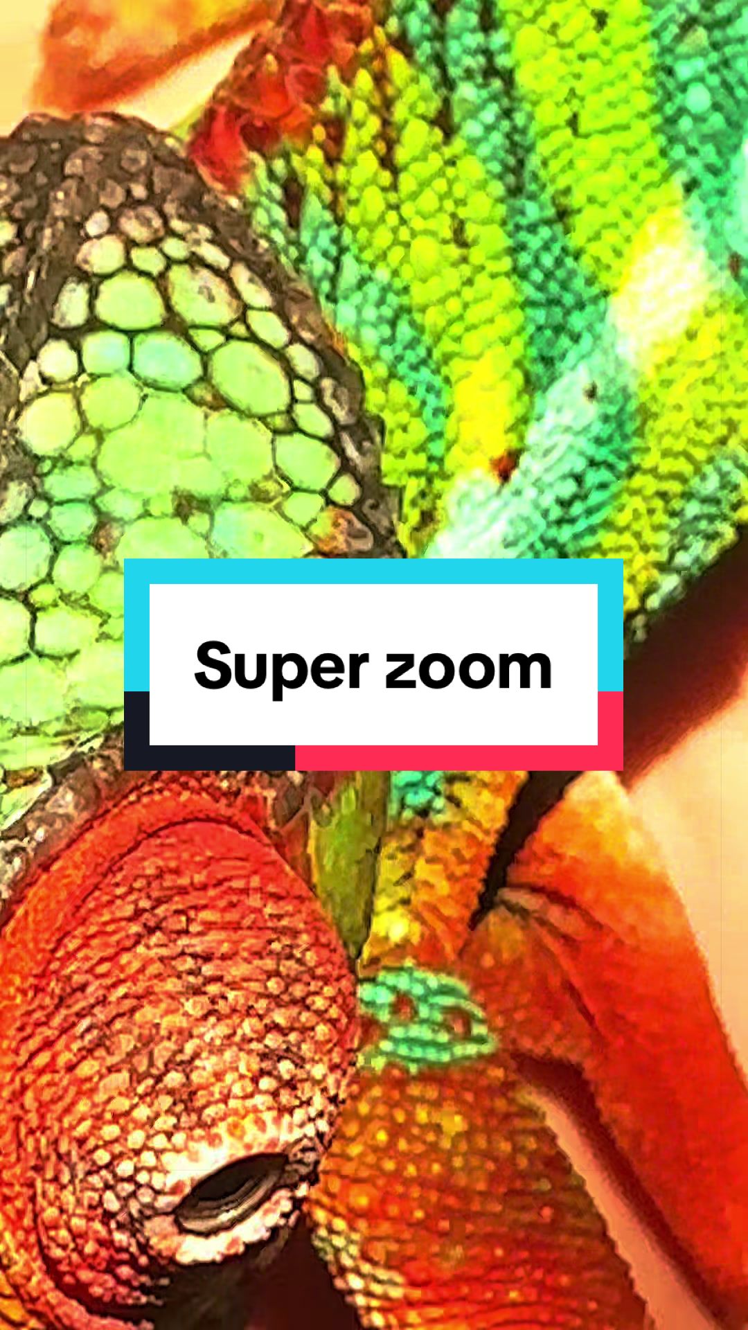 @ReptilMania