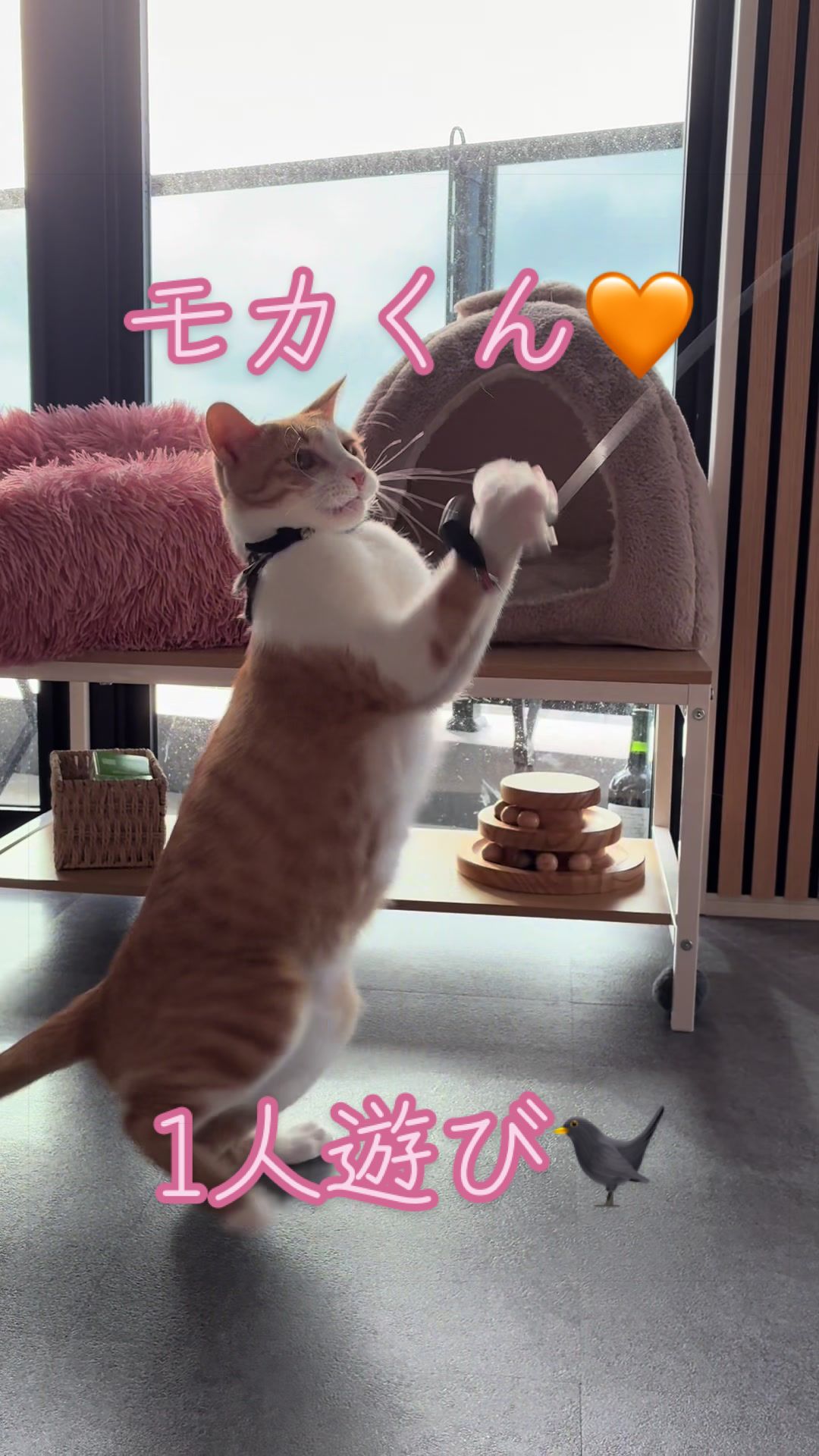 @はっぴー野郎☺︎