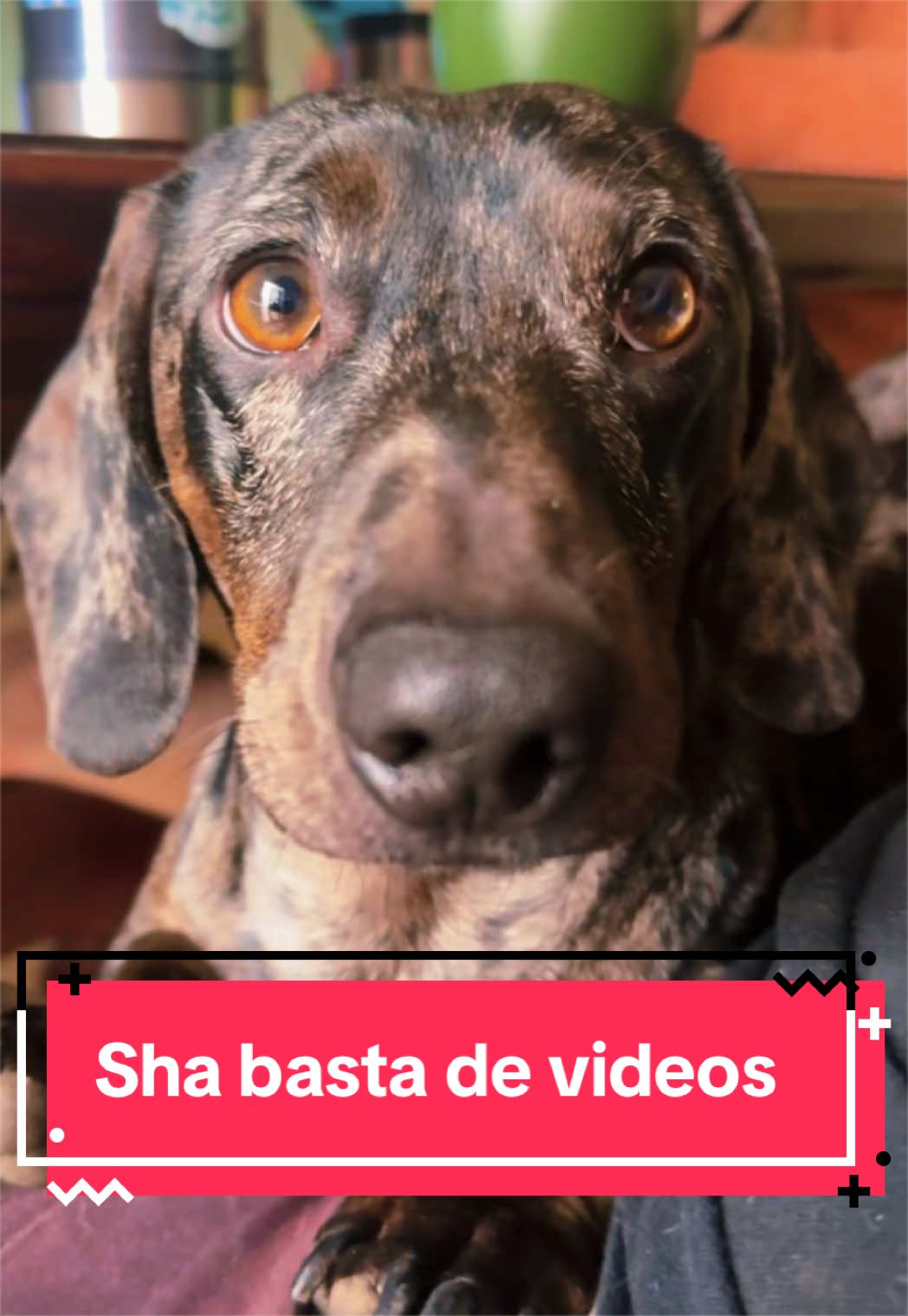 @🐶CharoyCoco🐼