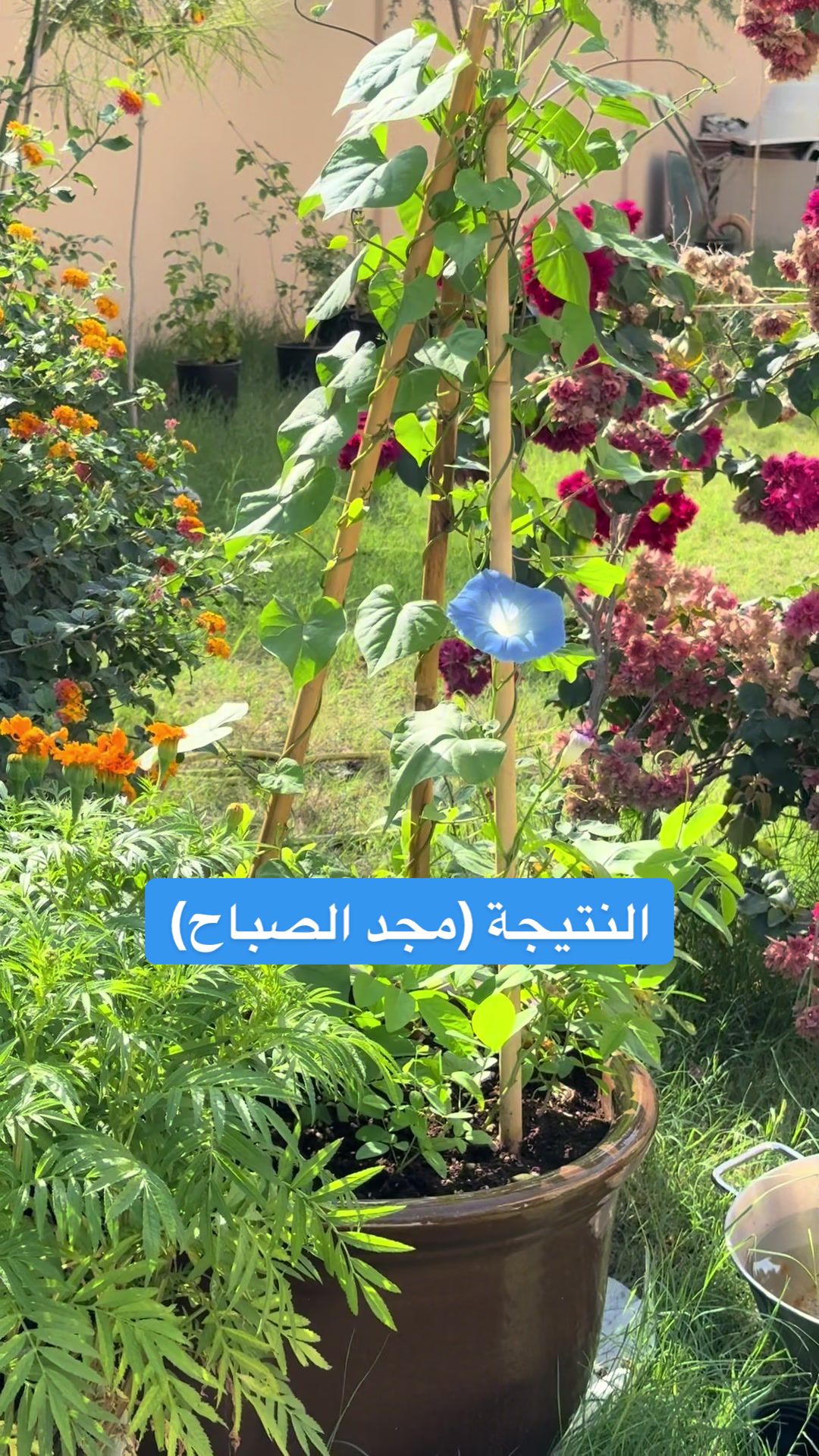 @عالم سرور🌿