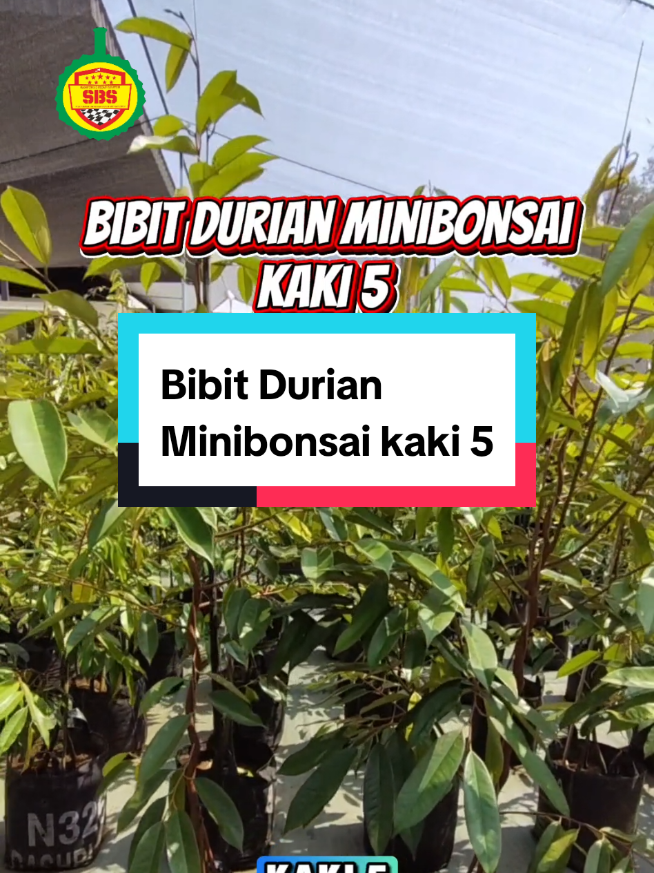 @Produksi Buah_SBS
