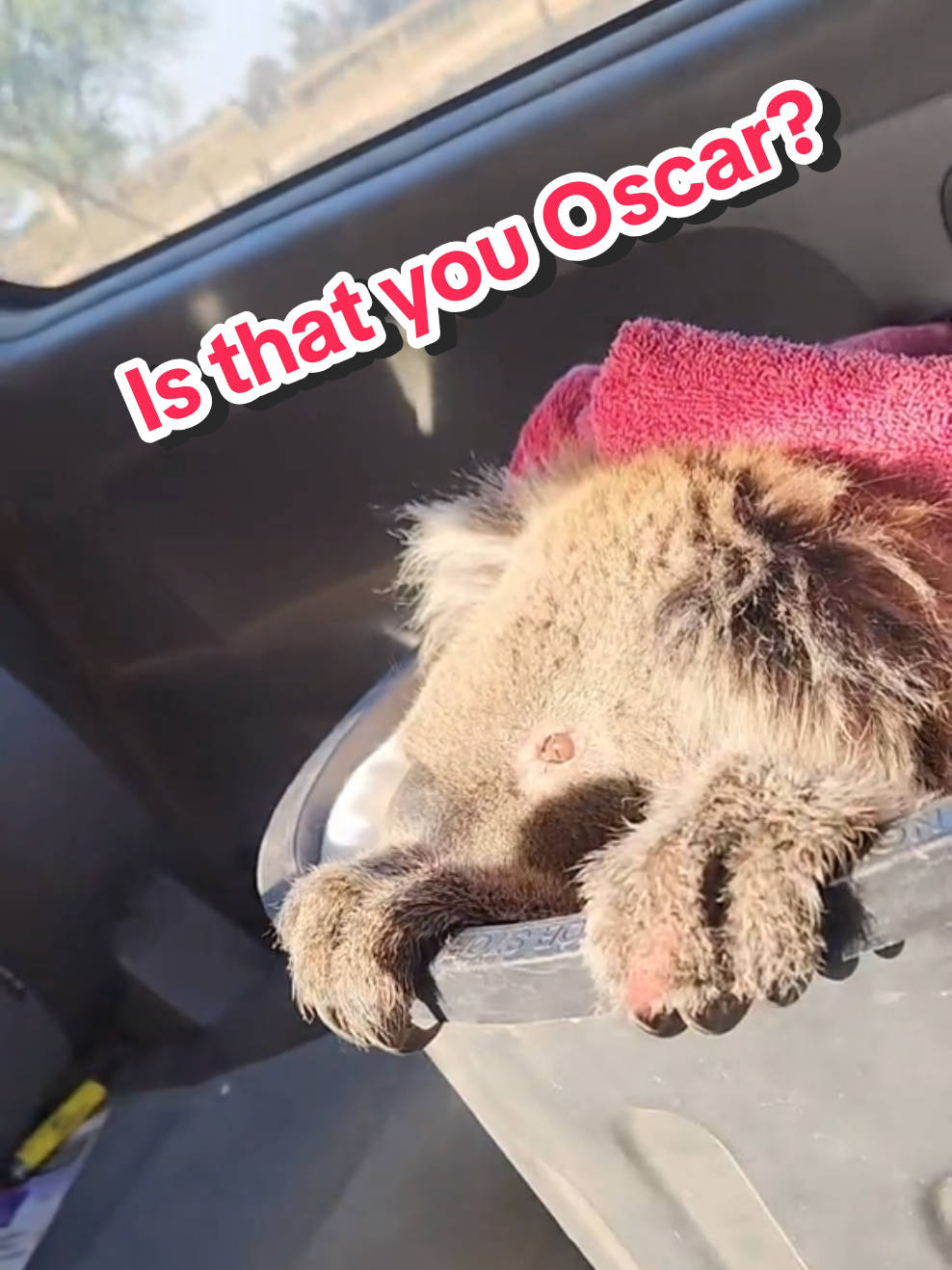 @Tanya 🐨🦘