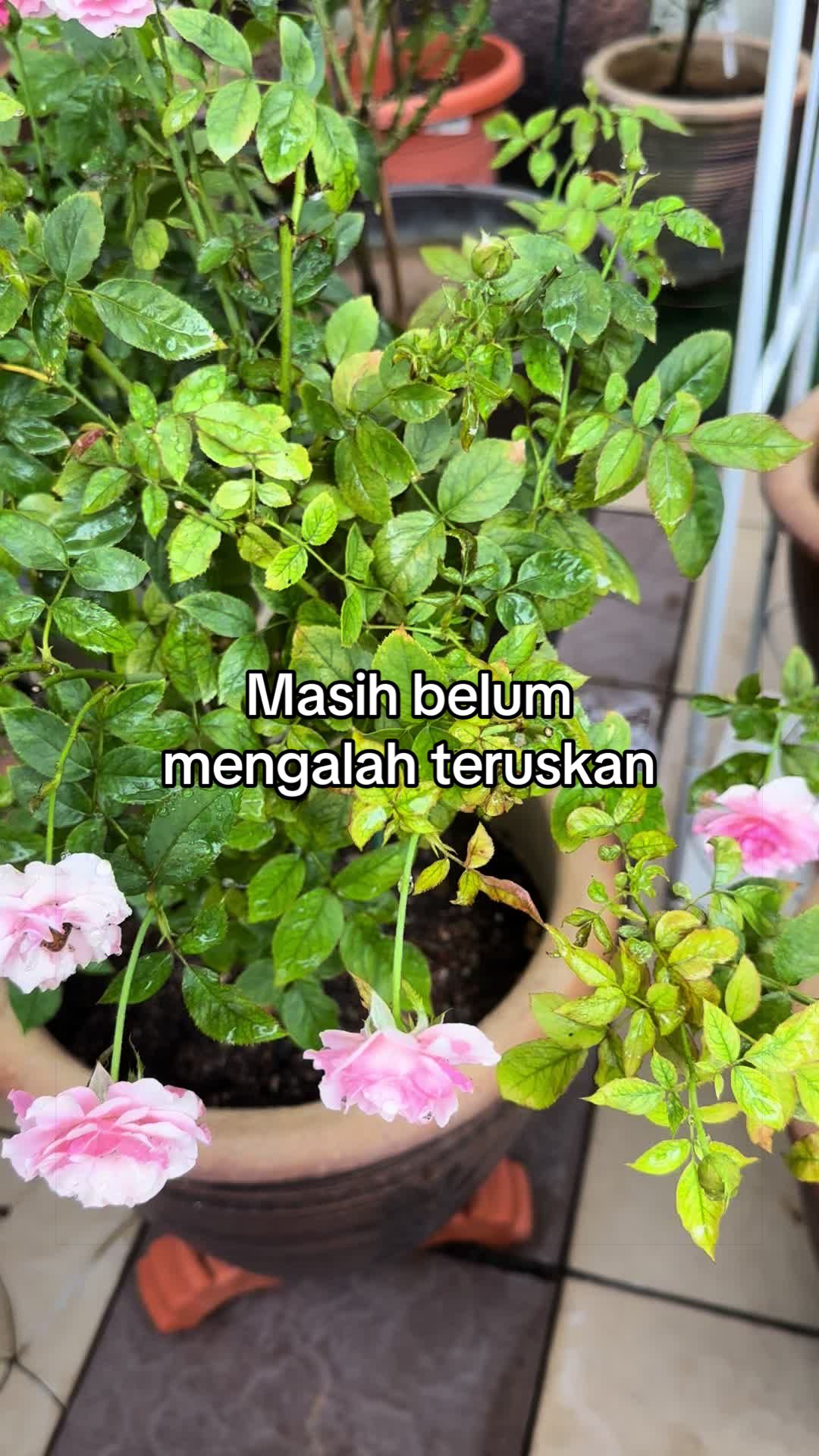 @AkakZZ