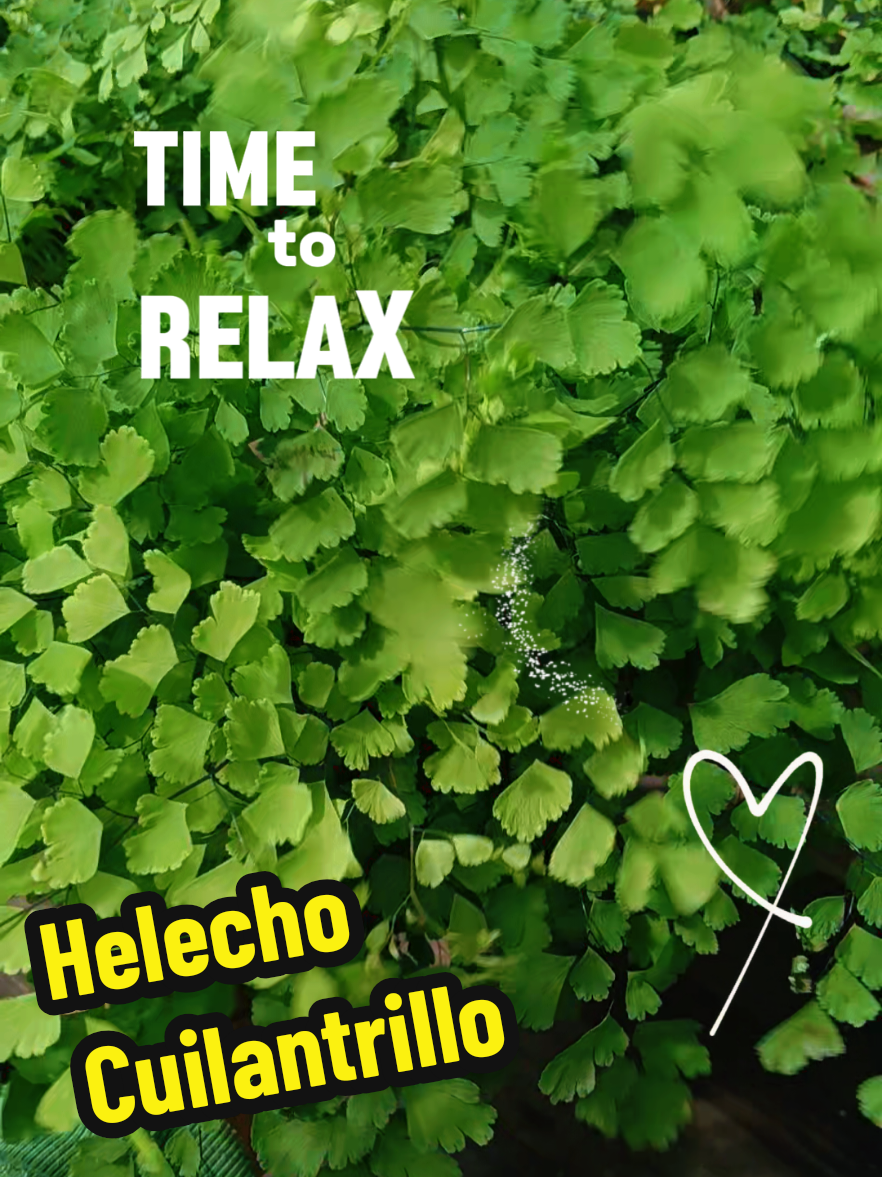 @Cactulokos Monclova