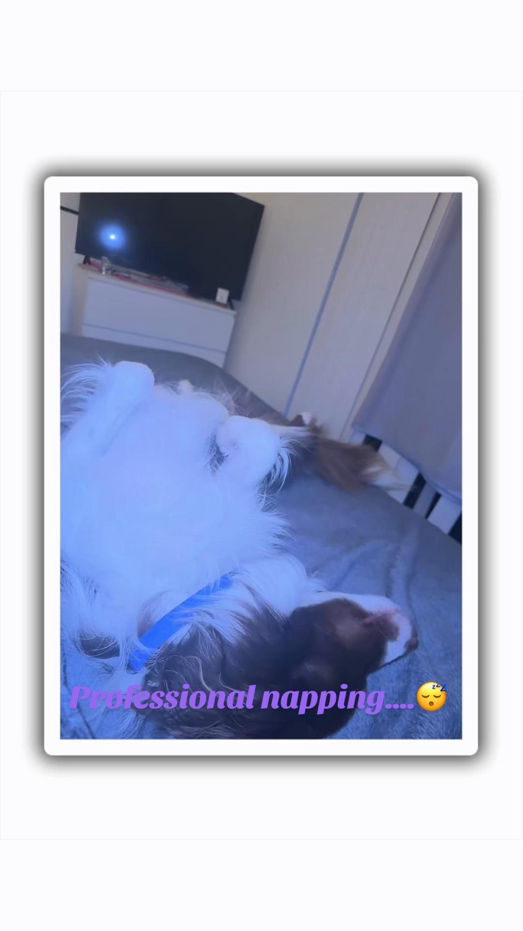 @Just Flame and his Human