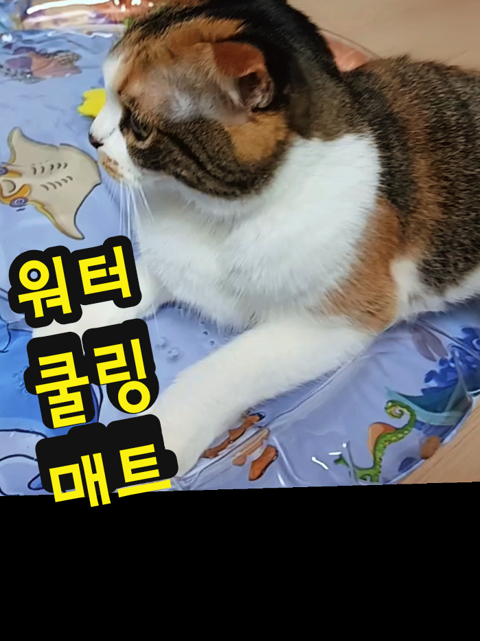 @์ค์ฝ๋ค์ง๐ฝ