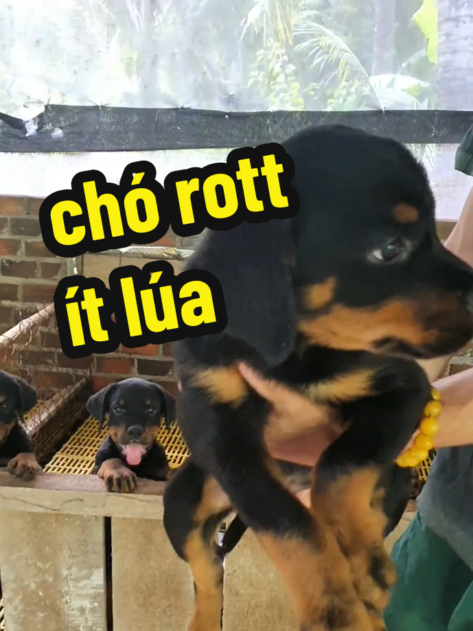 @Trại Ch&oacute; &Uacute;t S&aacute;u