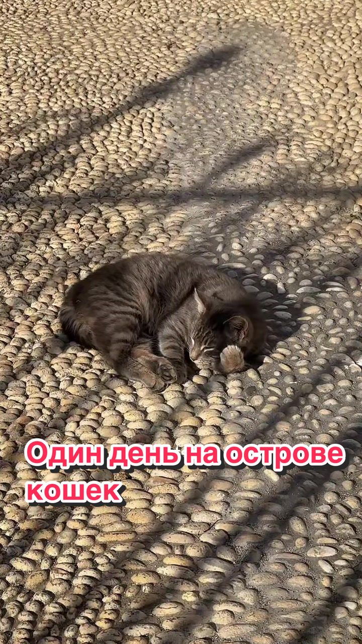 @🦾ИЛЬЯ КИБОРГ - Илья Морковски