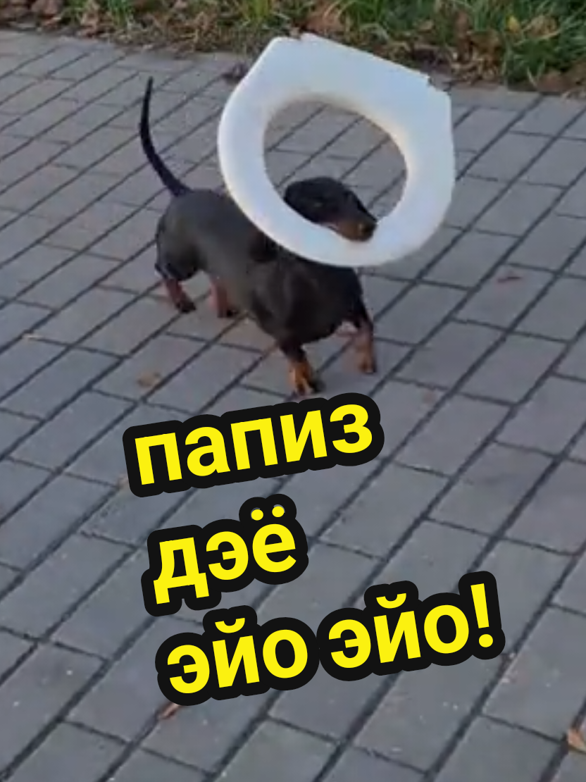 @ШПУЛЬКА. Весёлая такса!