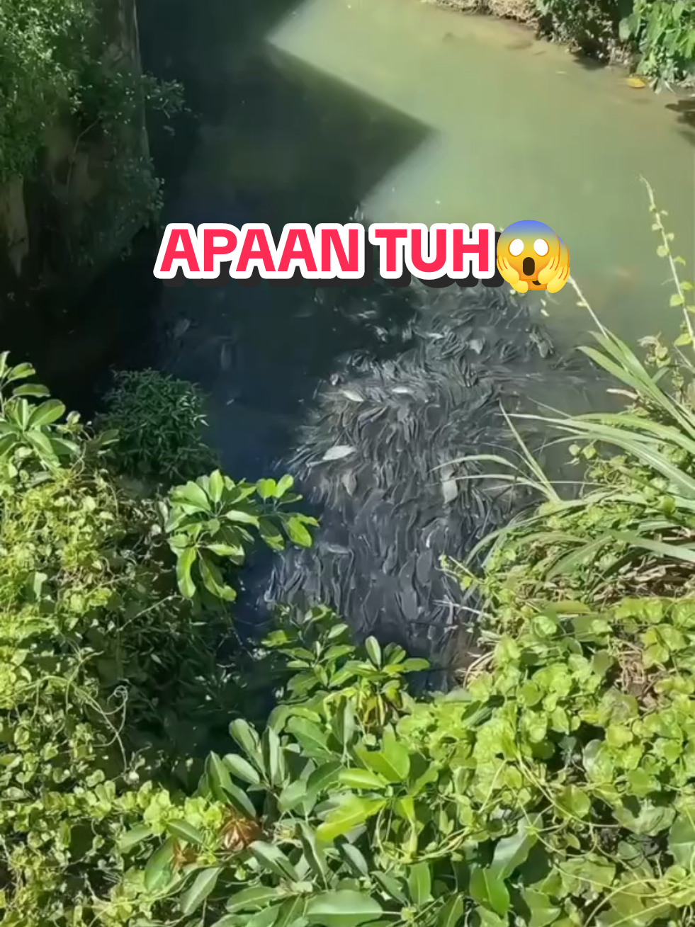 @waroeng.id