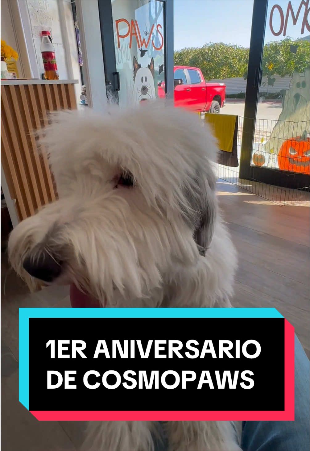 @HeyCosmopaws!