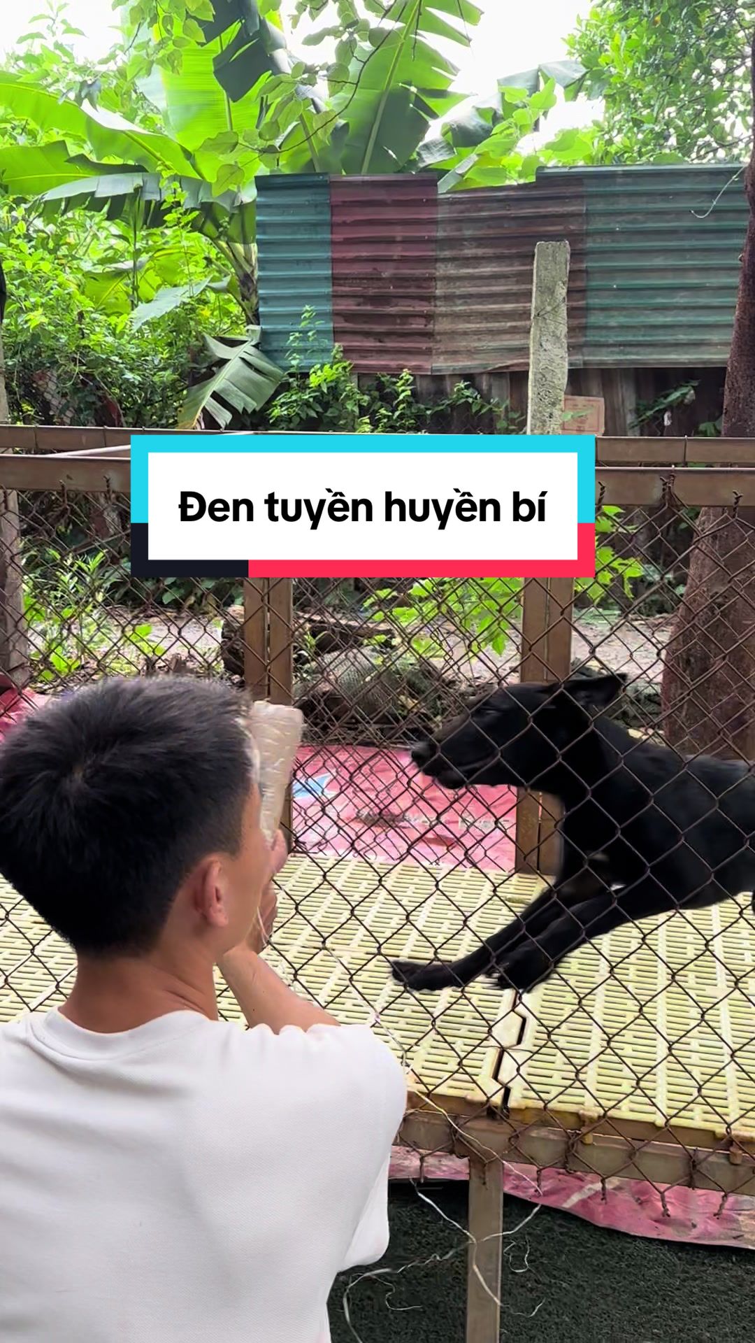 @Hồng long bi&ecirc;n malinois