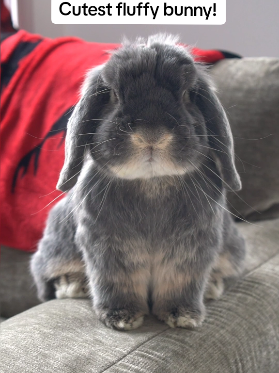 @Blueberry the Bunny