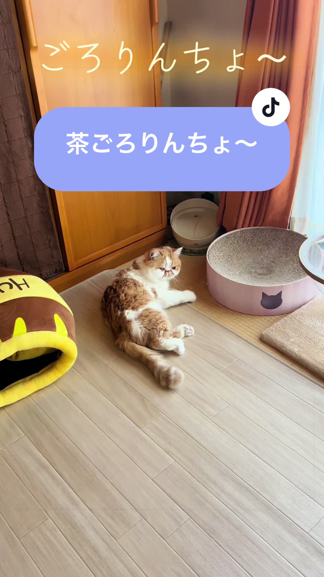 @chataro🐾🍯family