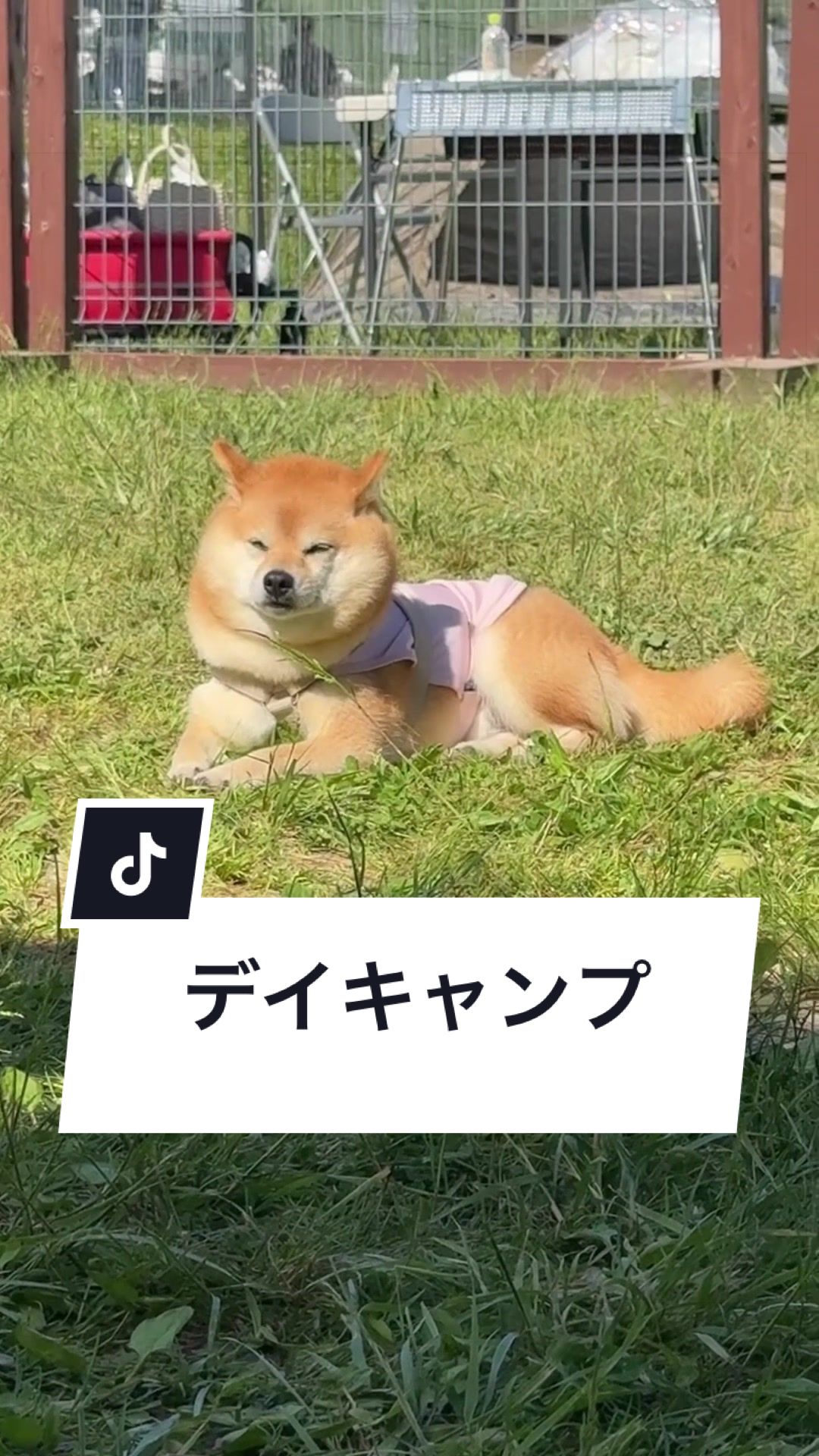 @豆柴あさのん🐻🦊