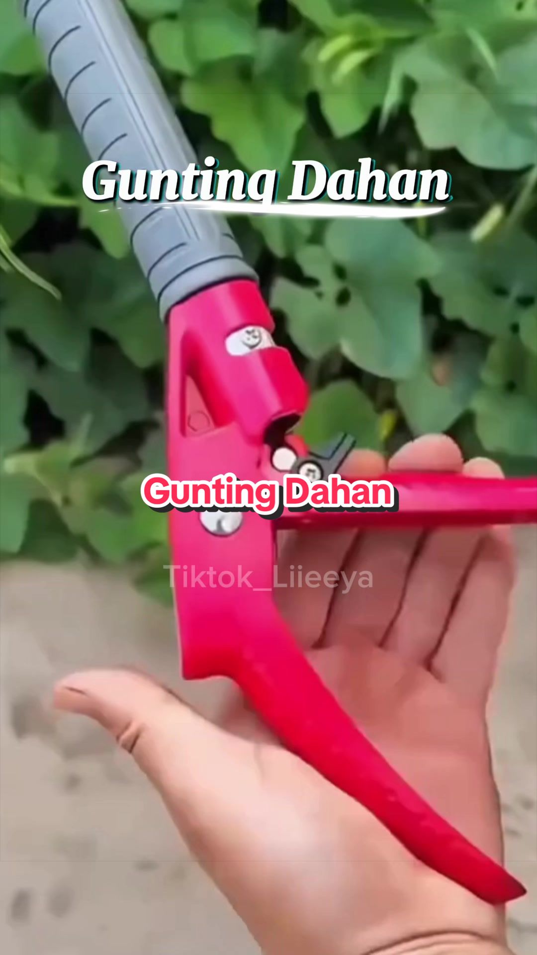 @Liya