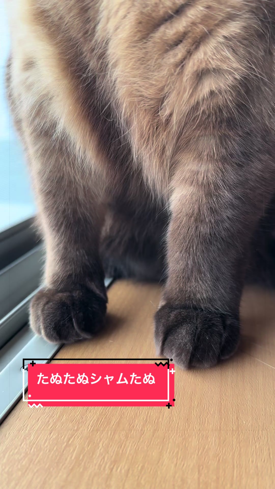 @うちのコレンジャー