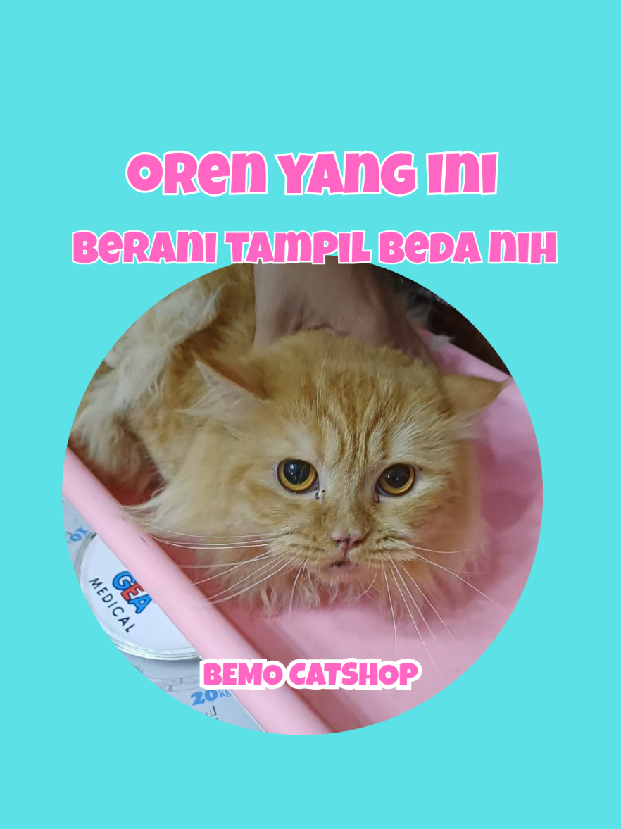@Bemo Catshop