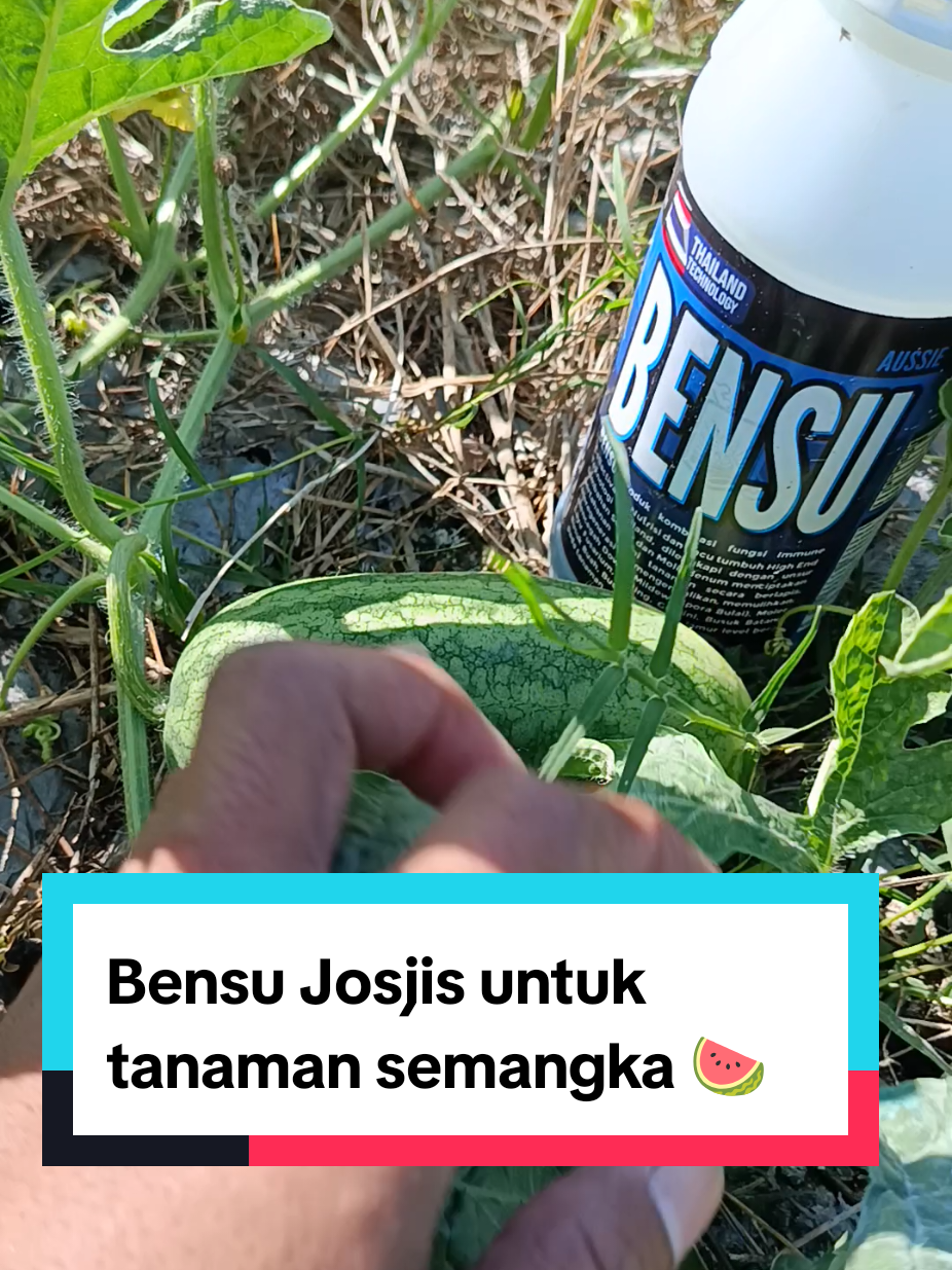 @tanipedia id