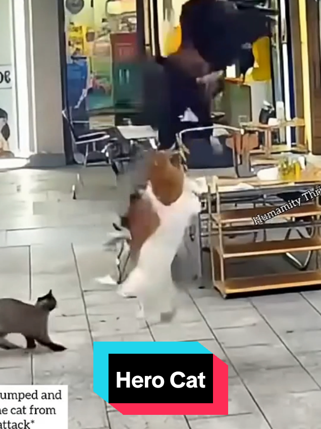 @MeowMagic