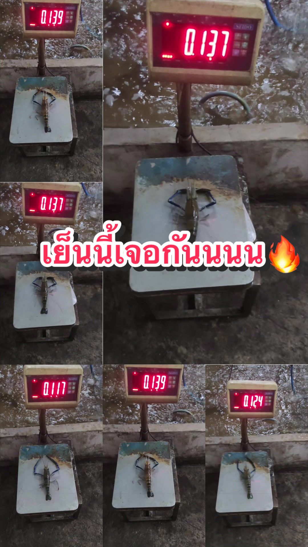 @น้องผึ้ง บ่อตกกุ้งนวนคร