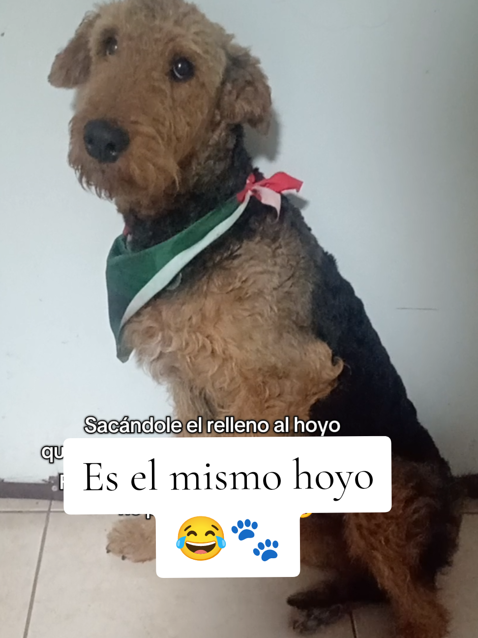 @Trufa Y M&aacute;ximo🐾Airedales