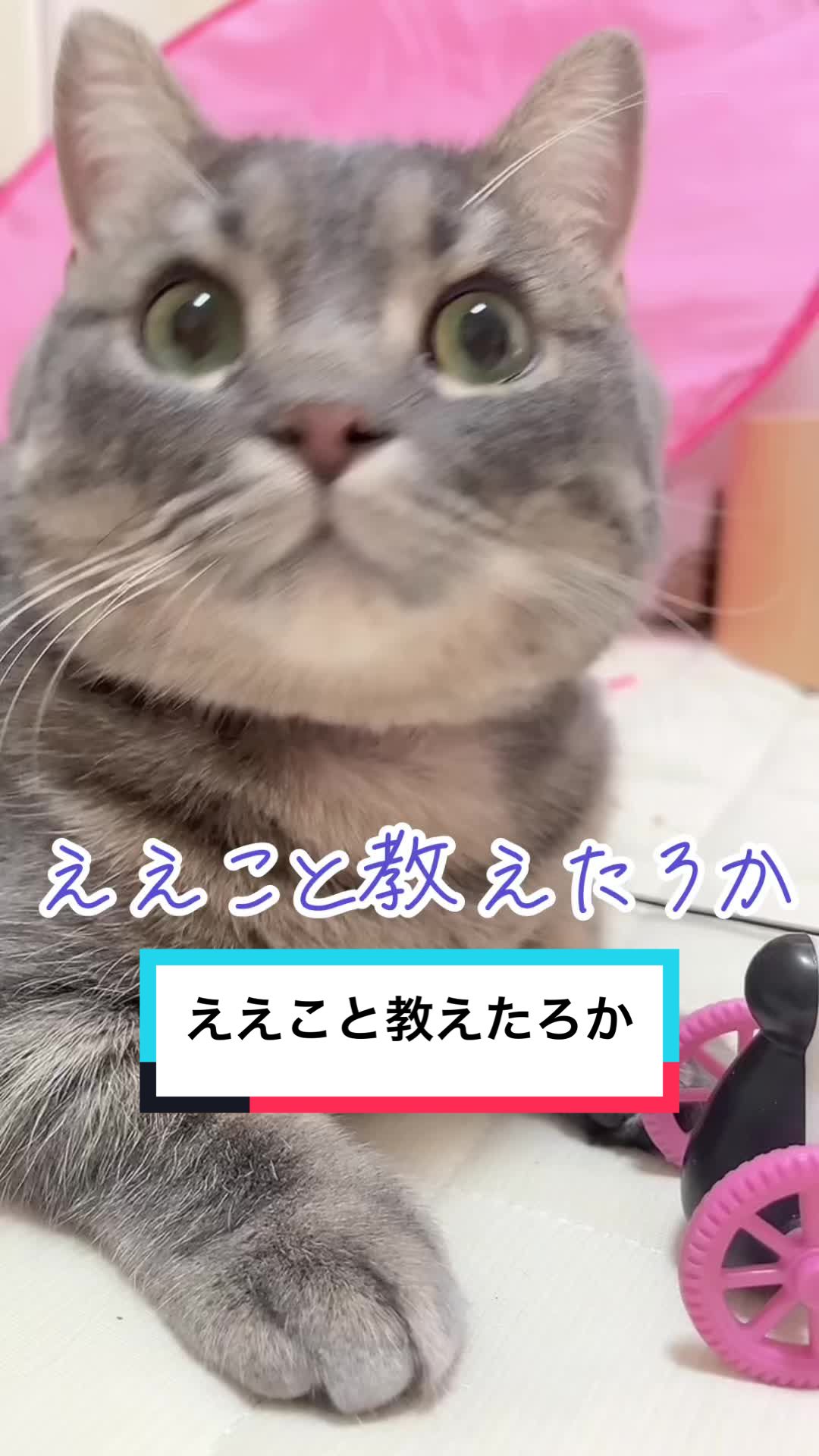 @ふたばꕤ︎︎