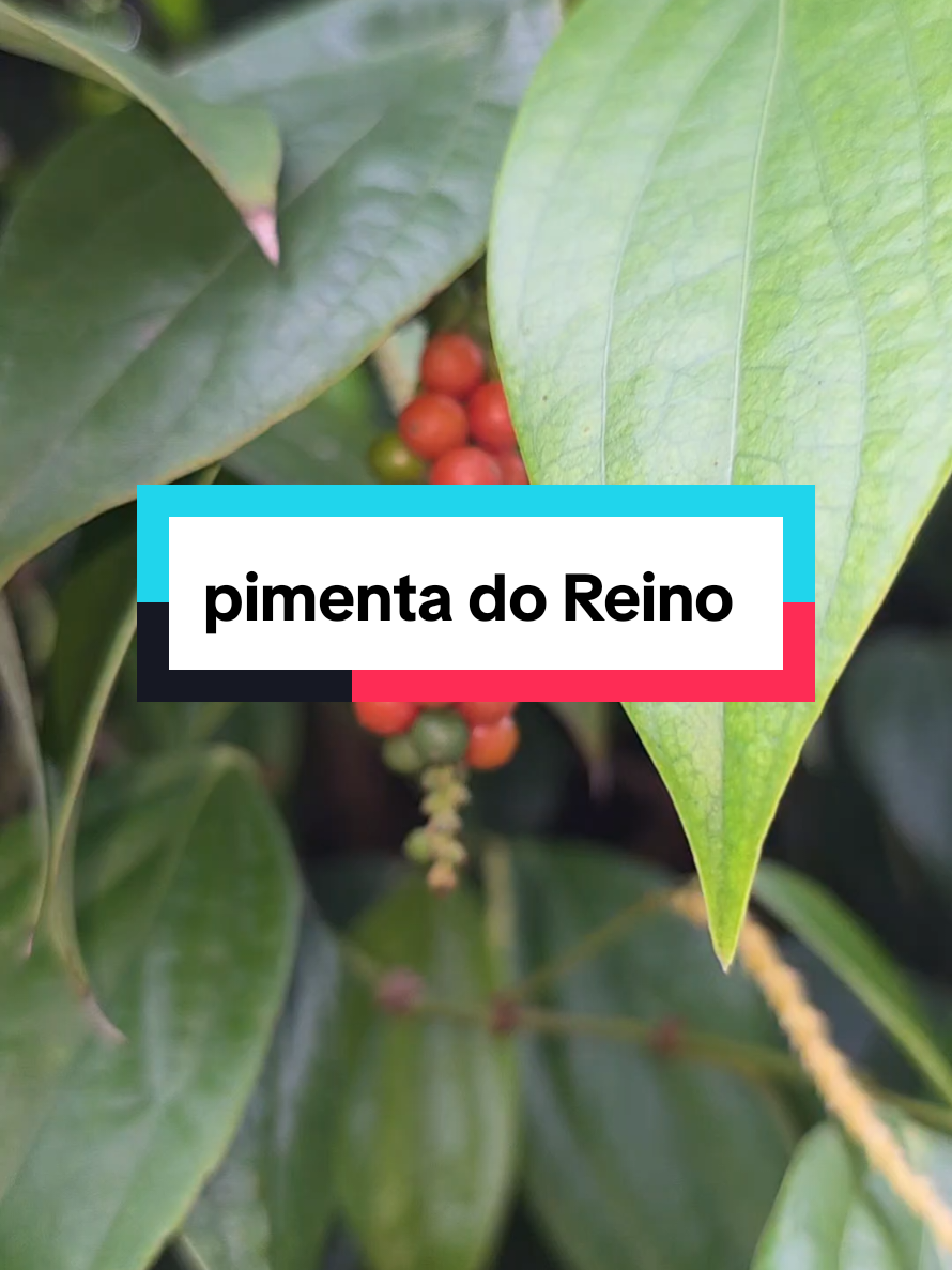 @Dicas e Receitas Naturais