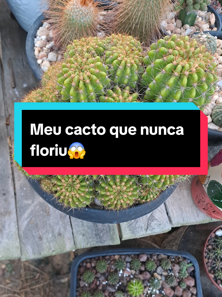@Val Brito🌻✍️