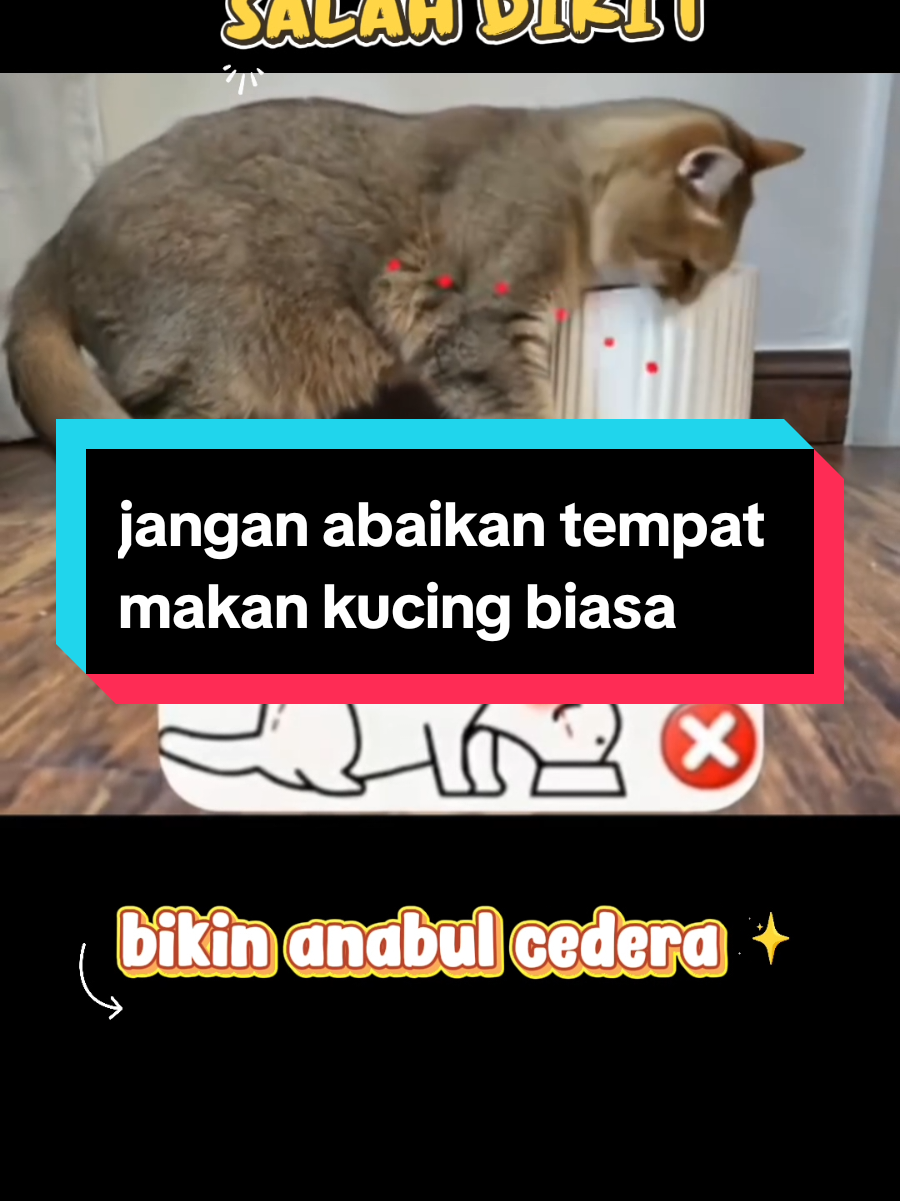 @dunia kucing