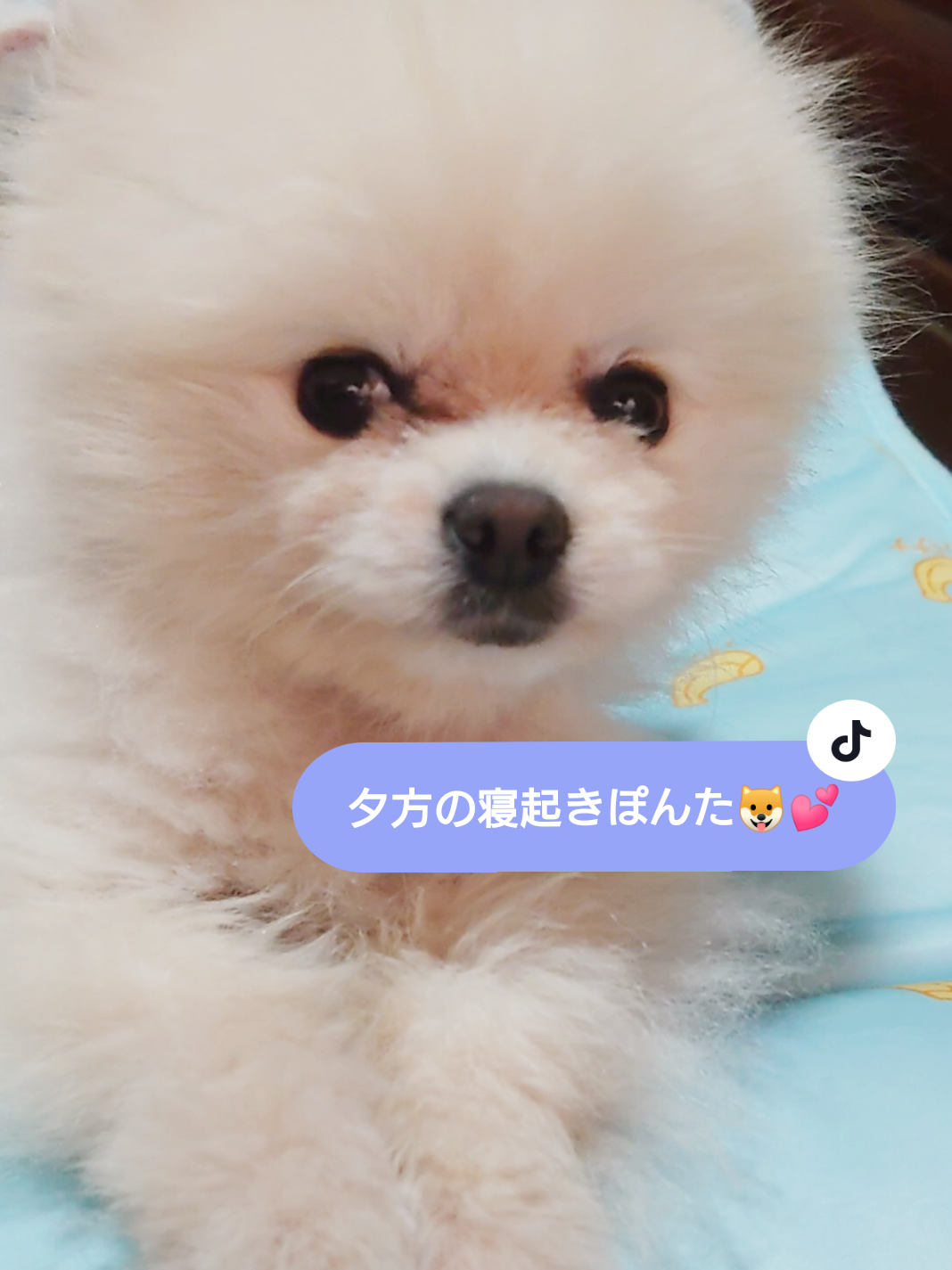 @ゆりあ&ぽんた🐶🐾