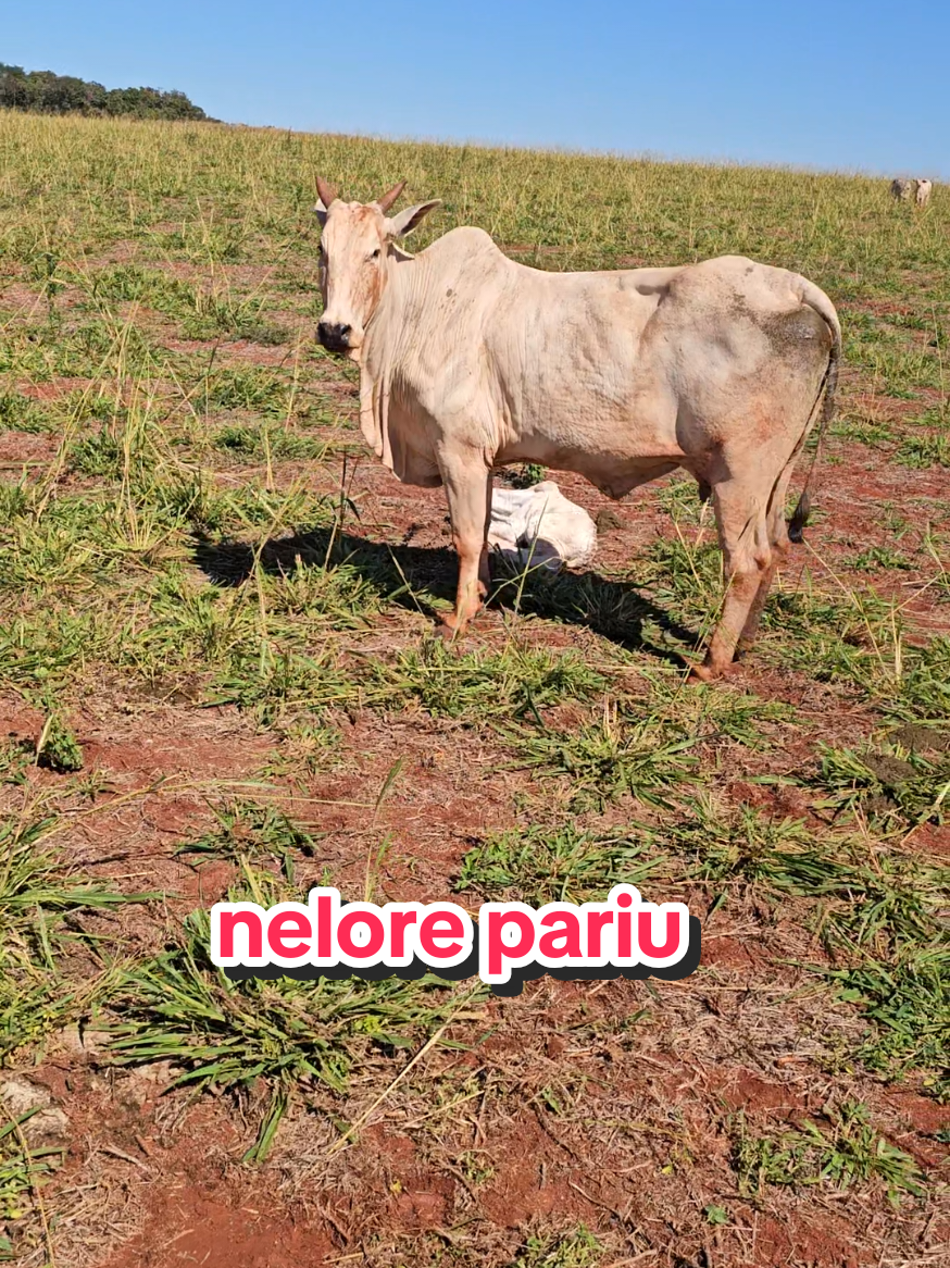 @Geovane neto