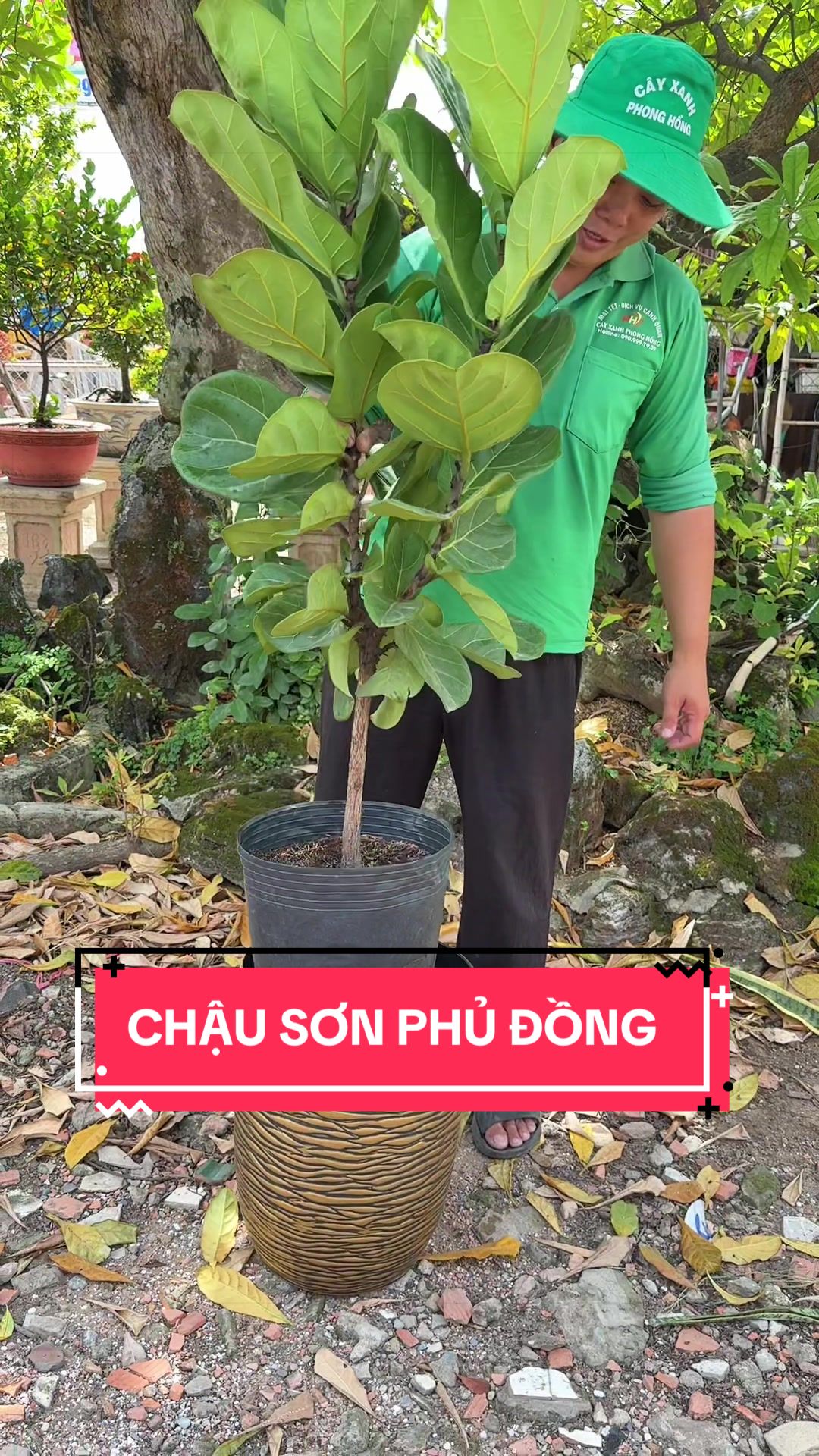 @Cây Xanh Phong Hồng