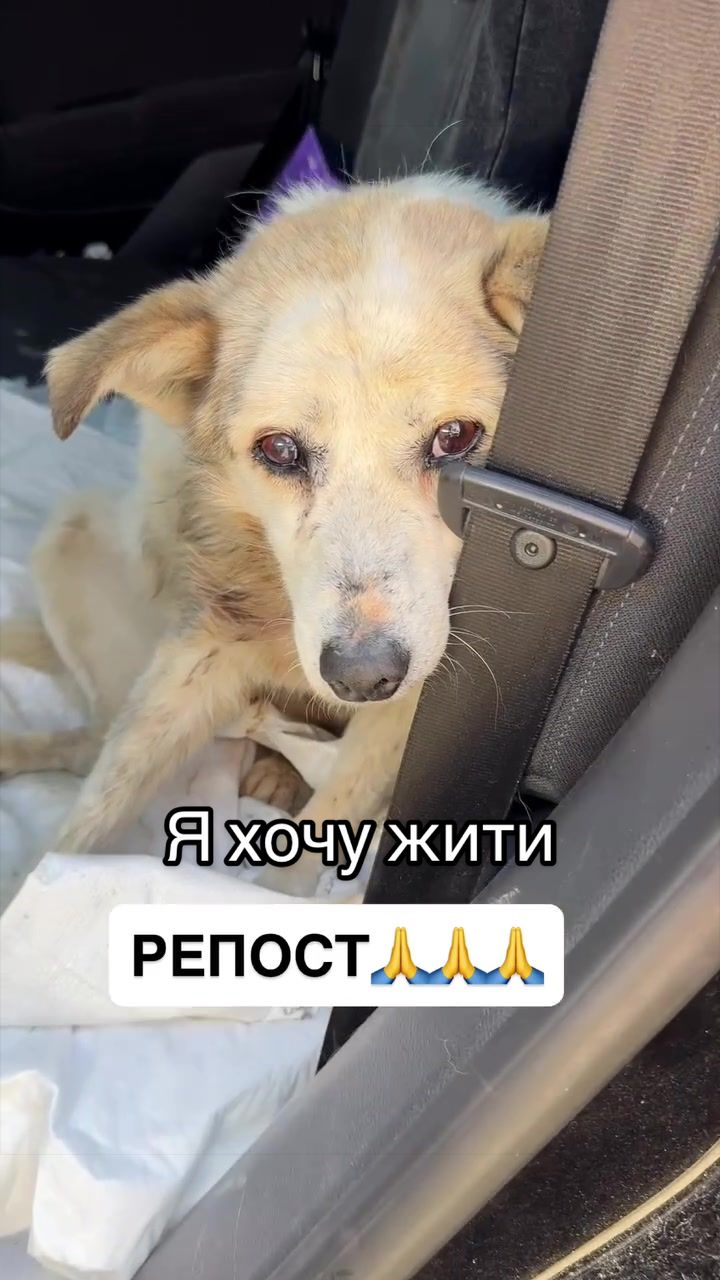 @Світлана Ткачук