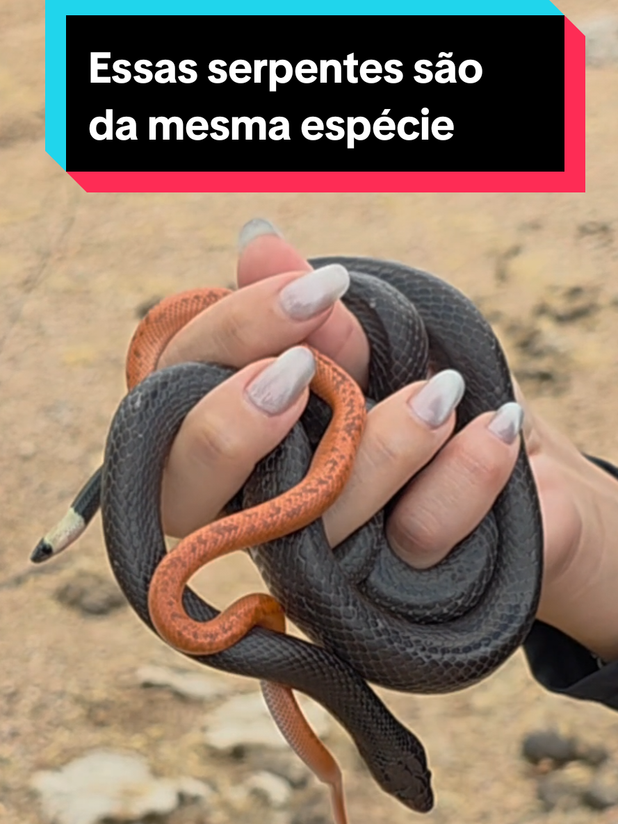@Princesa das Serpentes