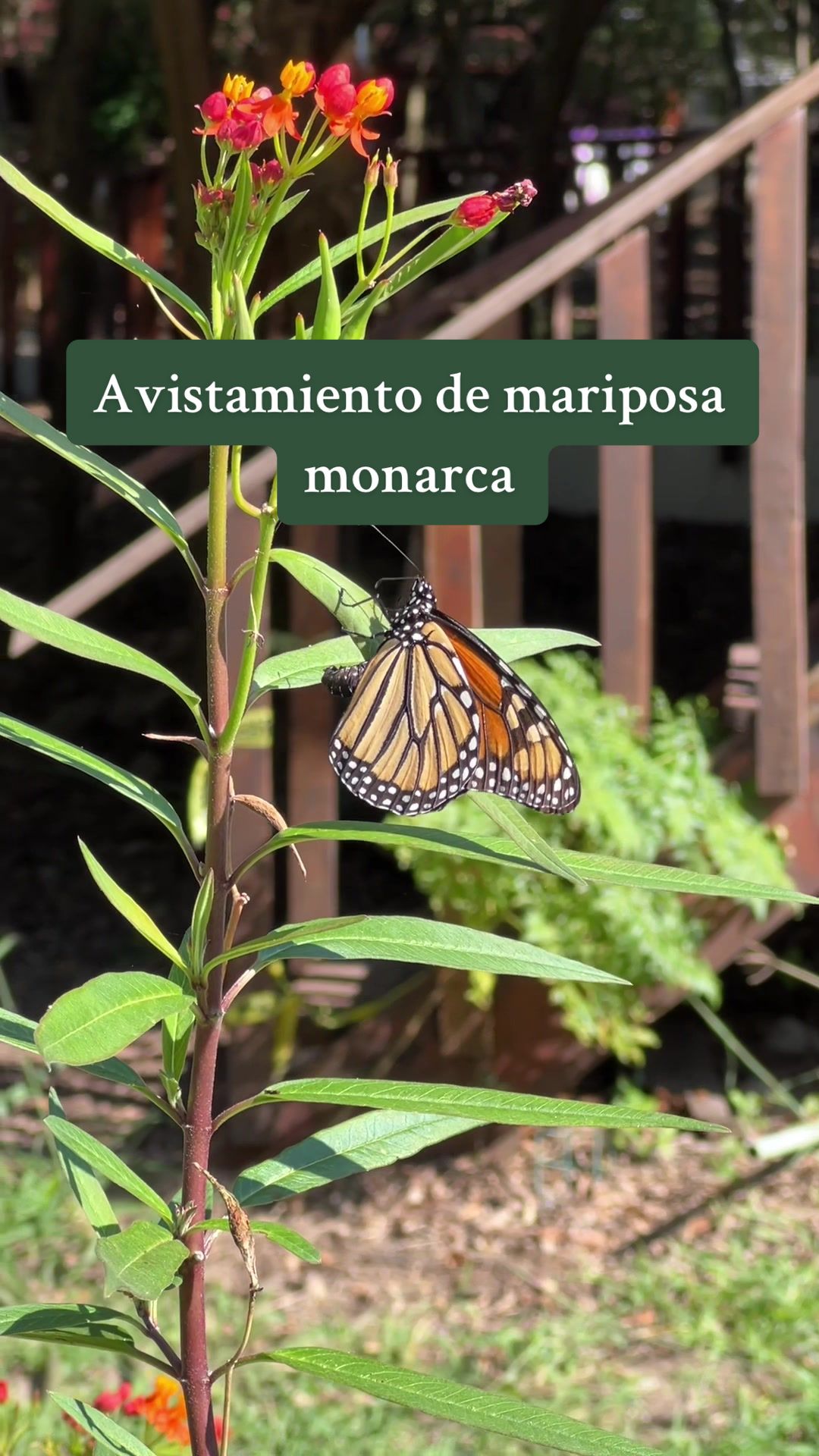 @Local Garden Mty