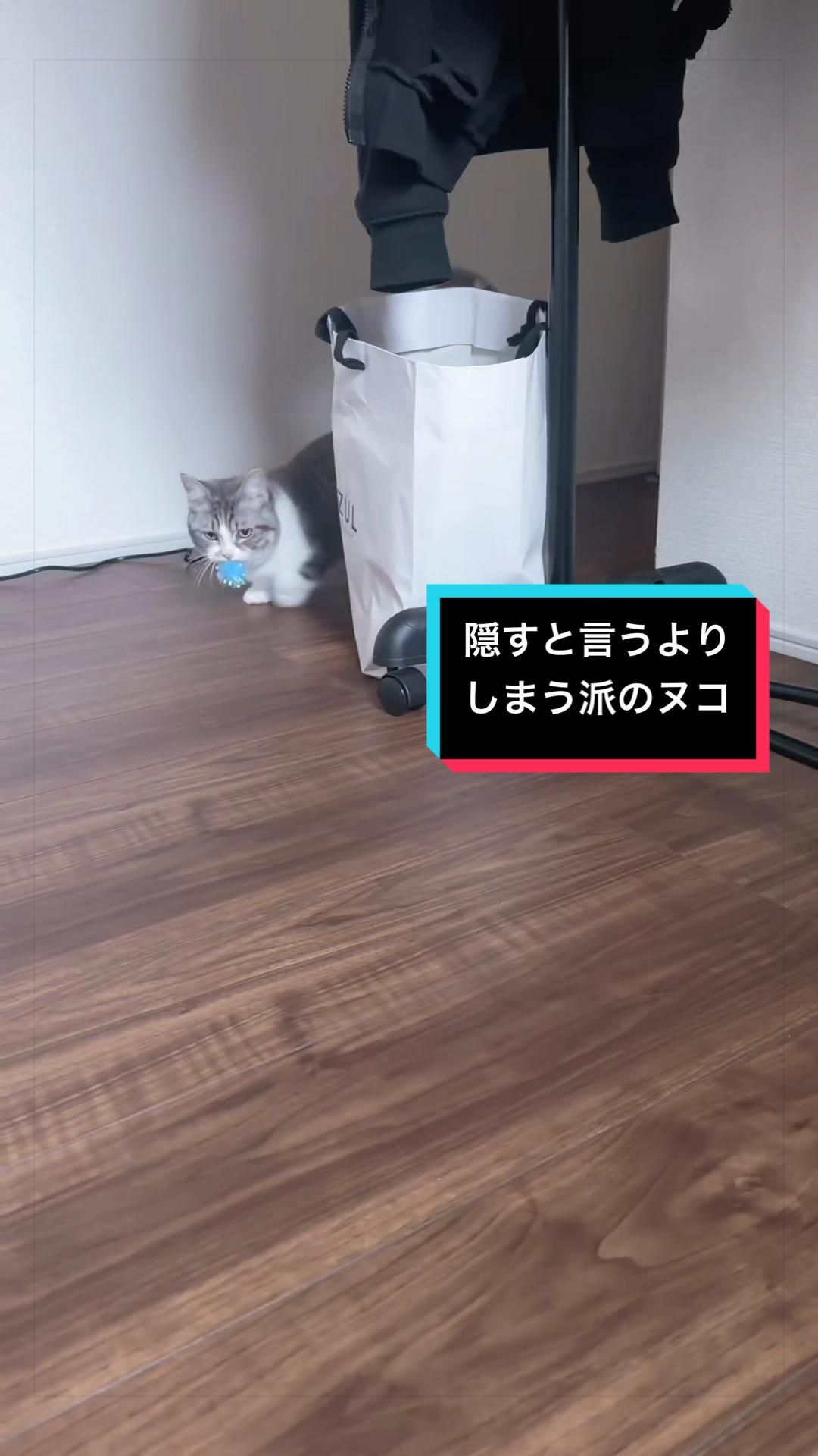 @☆しじみ☆マンチカン