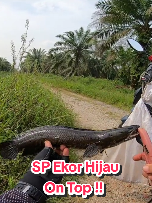 @Paan Pacak