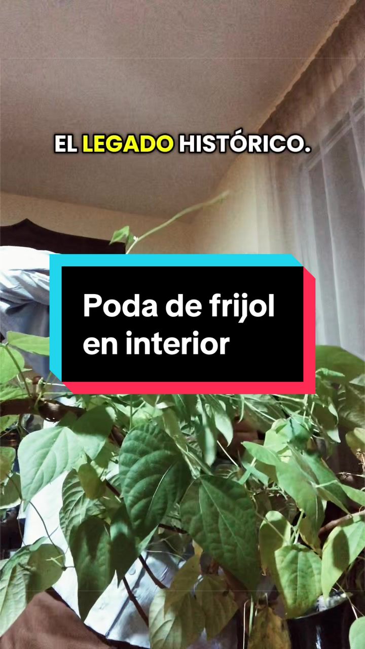 @Pao Salcedo
