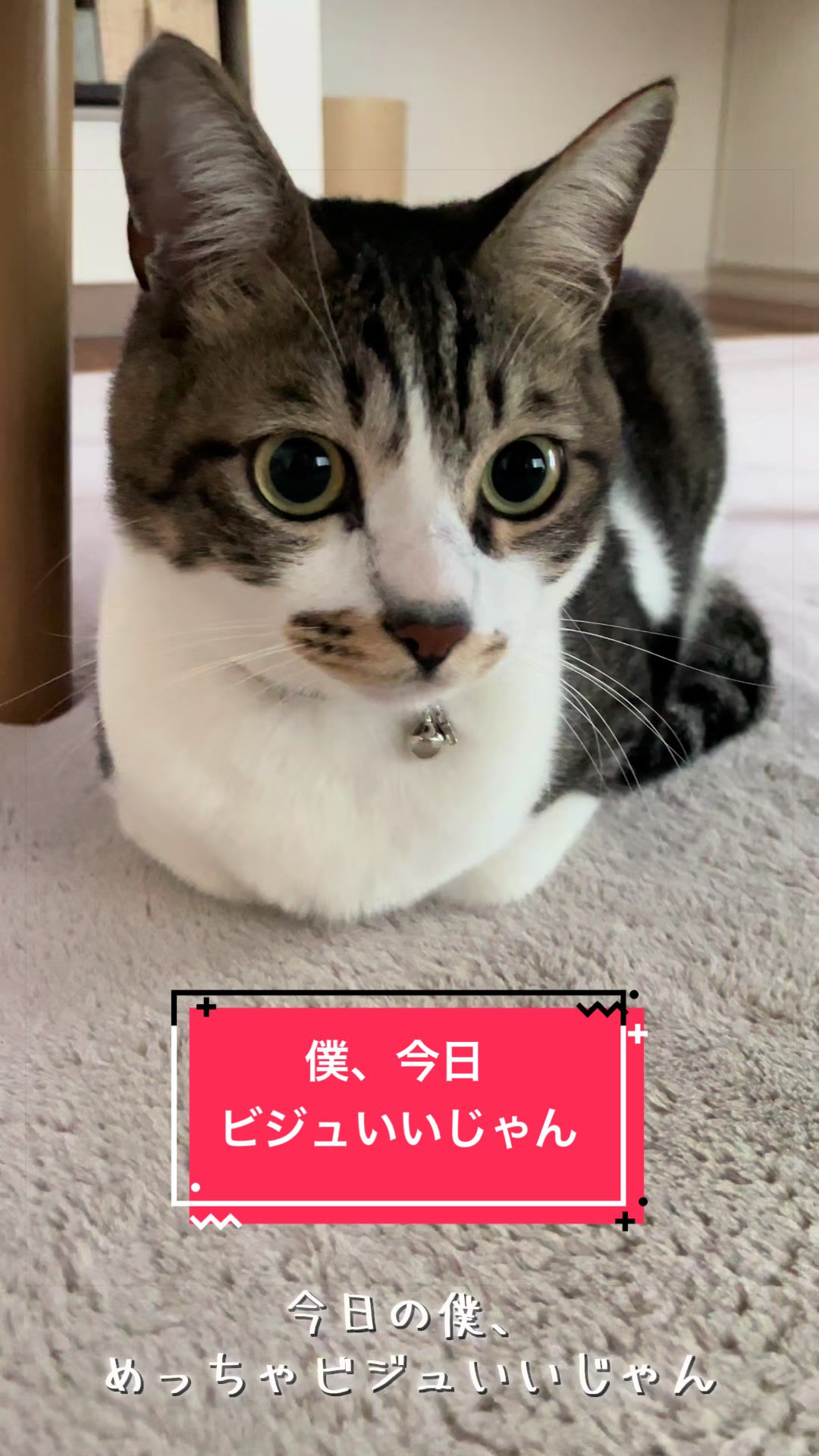 @ねこまみれ