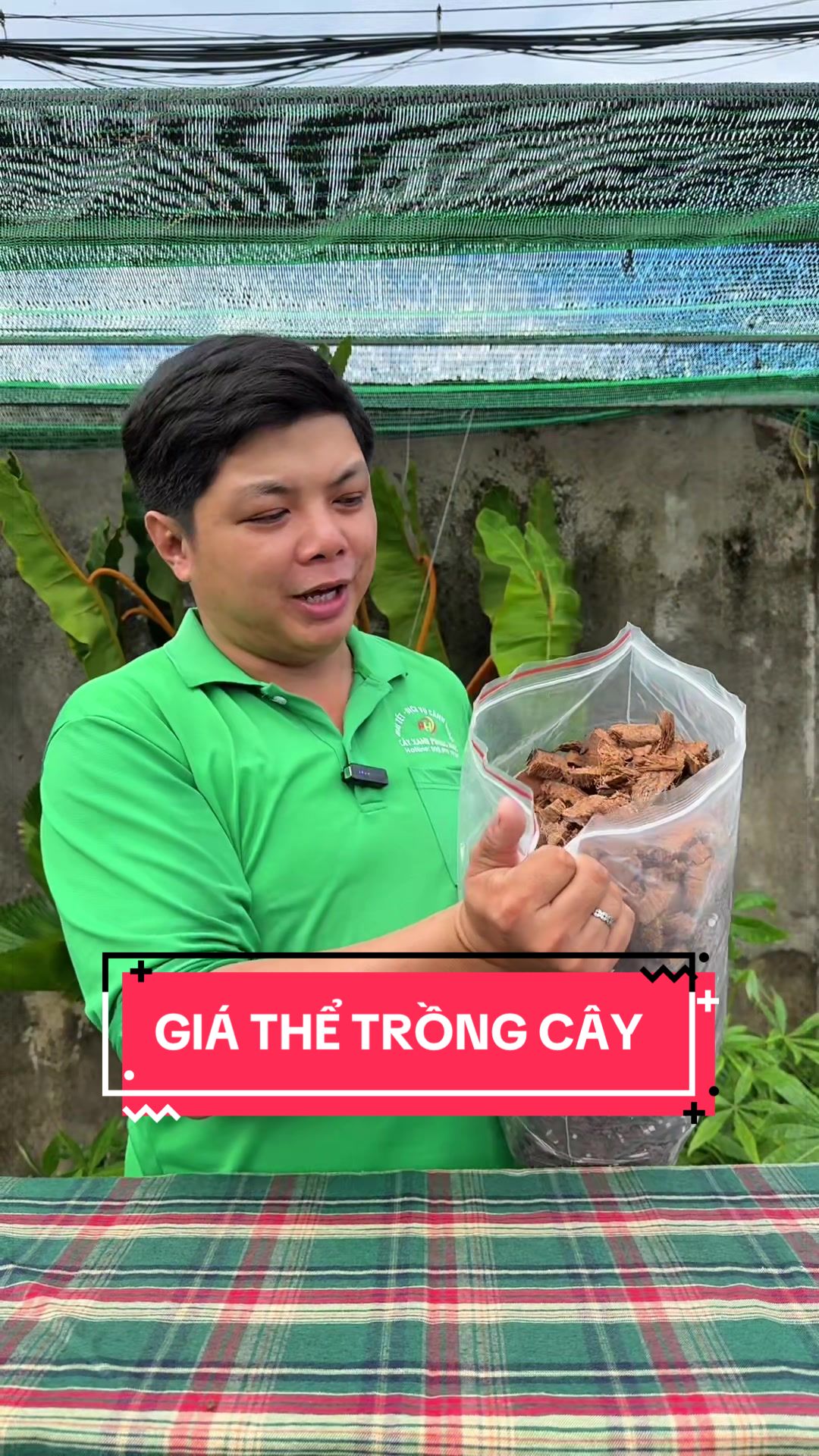 @C&acirc;y Xanh Phong Hồng